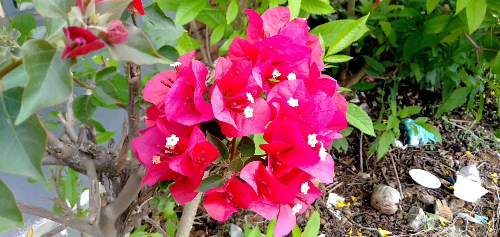 OPPO A3S sample photo. Paper flowers, flowers with photography