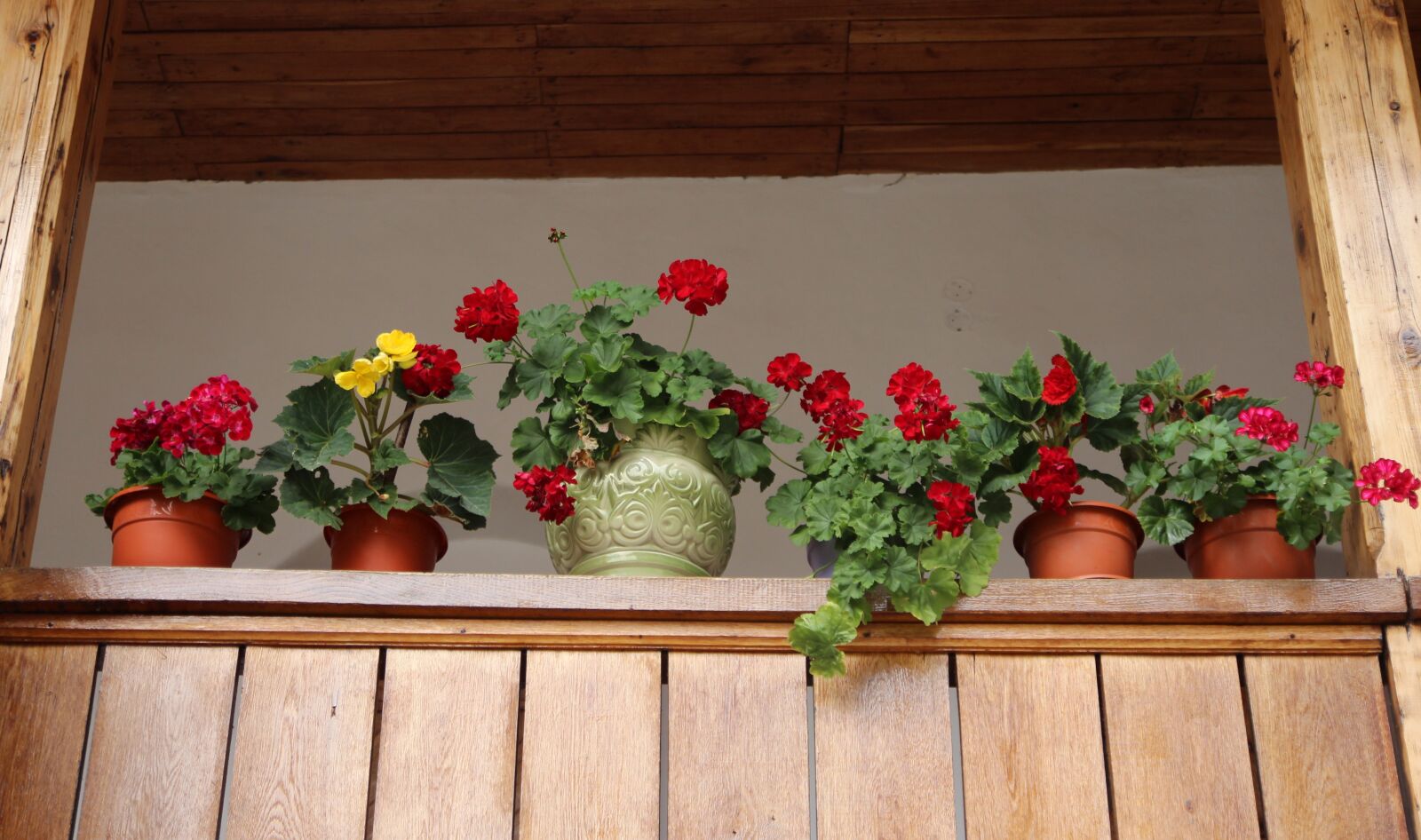 Canon EOS 700D (EOS Rebel T5i / EOS Kiss X7i) sample photo. Flowers, pots, window photography