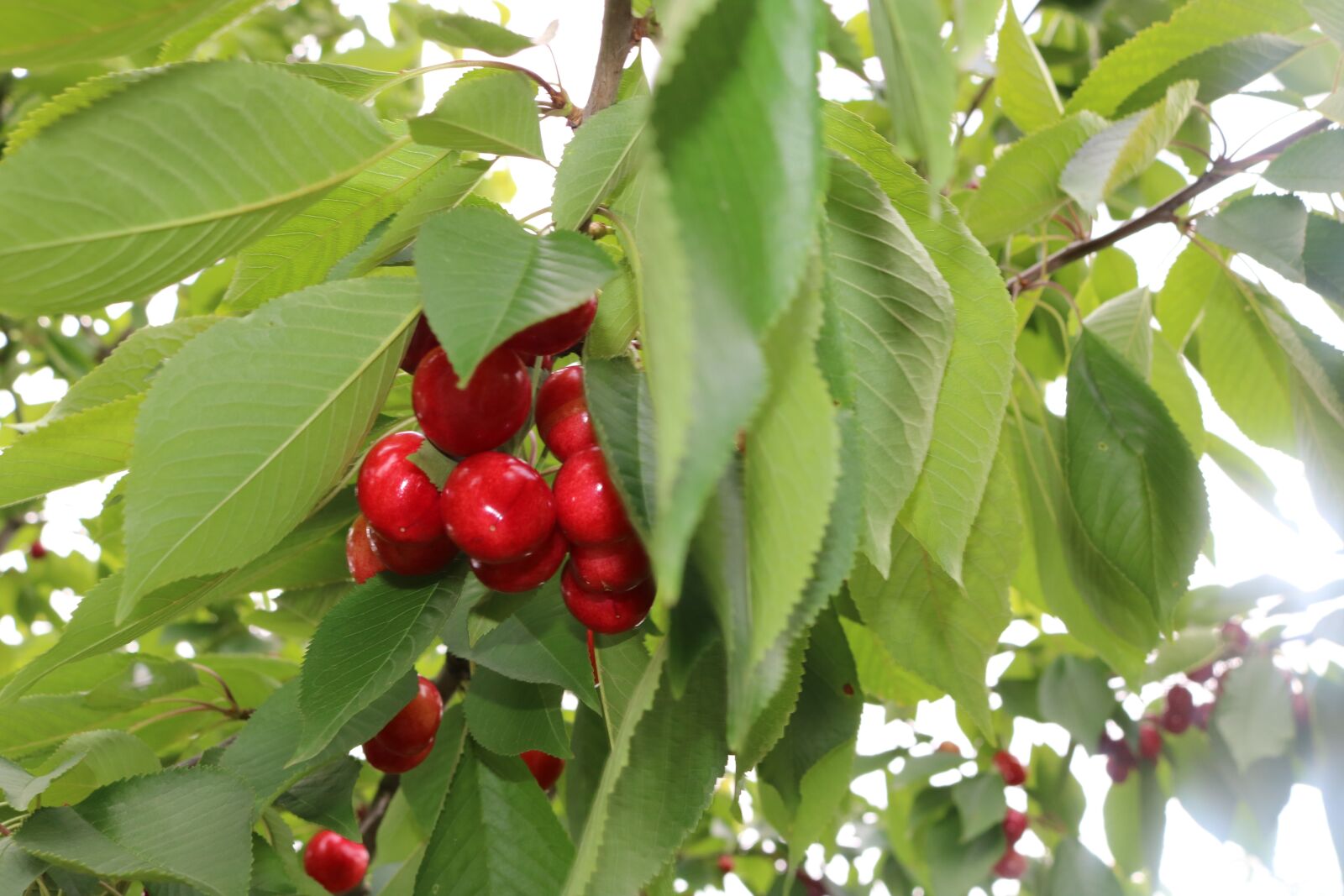 Canon EOS 750D (EOS Rebel T6i / EOS Kiss X8i) sample photo. Cherry, green photography
