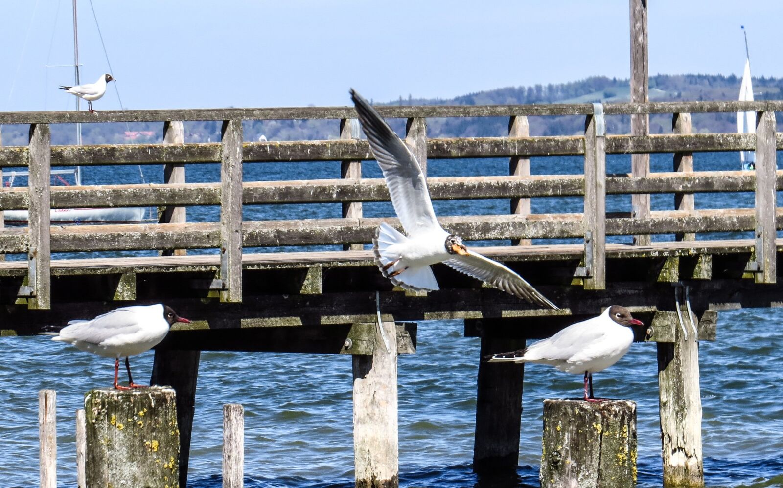 Canon PowerShot SX50 HS sample photo. Gulls, birds, lake photography