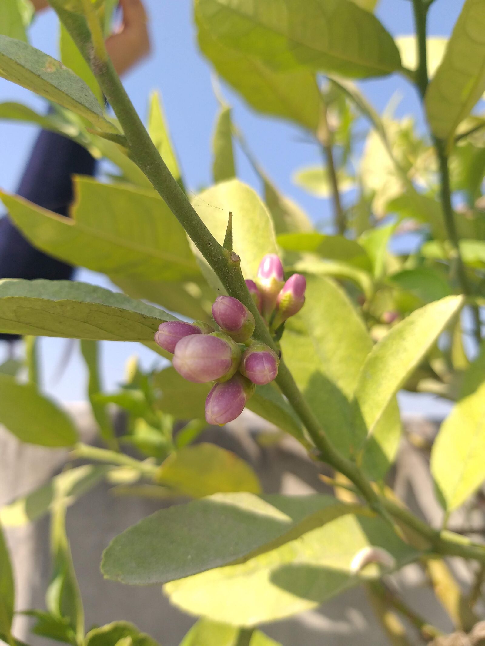 Samsung Galaxy J8 sample photo. Lemon, plant, green photography