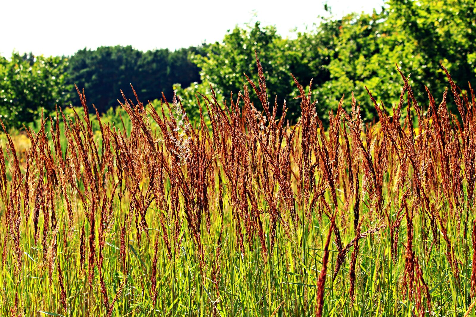 Canon EOS 100D (EOS Rebel SL1 / EOS Kiss X7) sample photo. Grass, reed, grasses photography