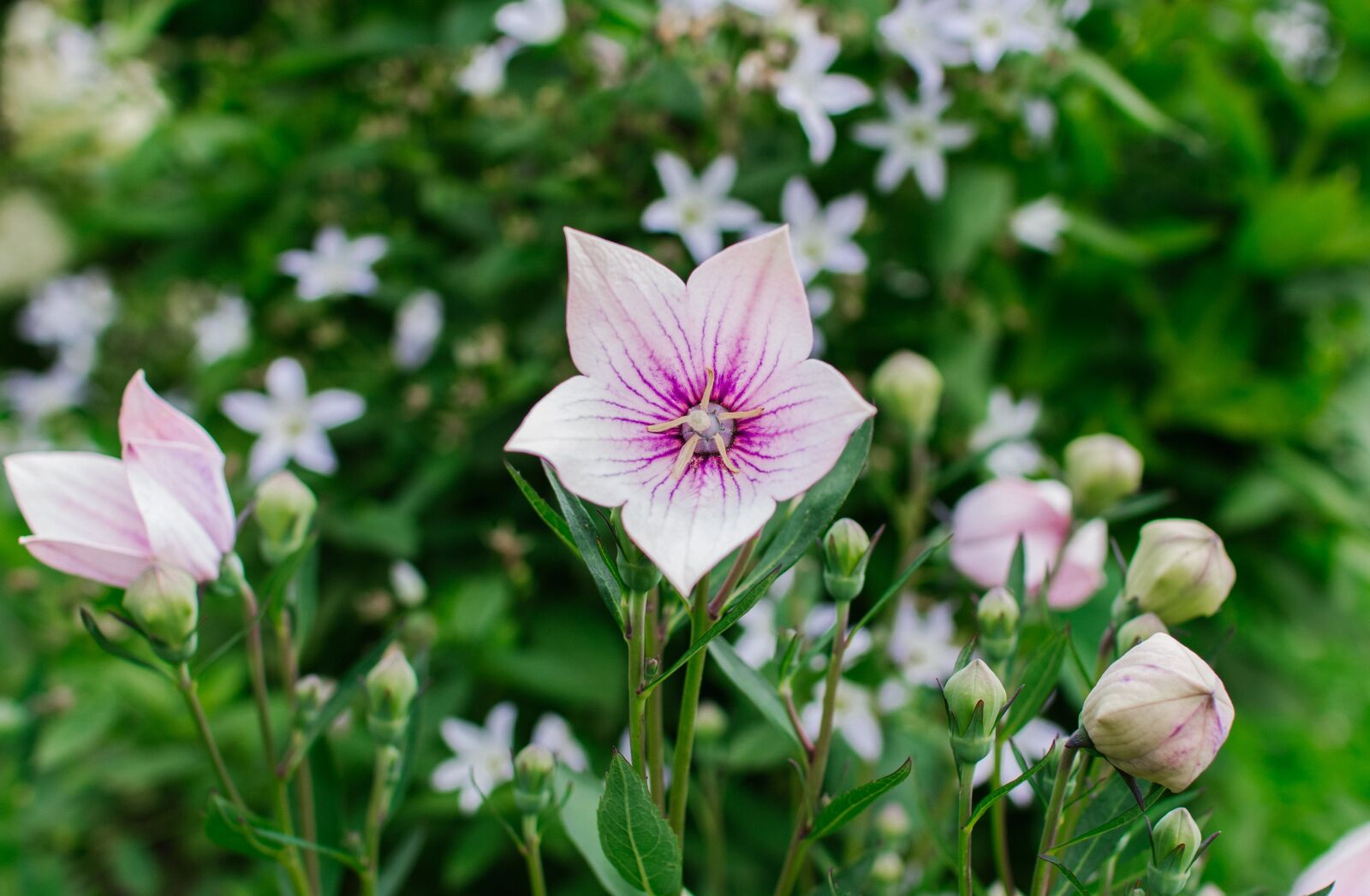 Canon EOS 60D sample photo. Platycodon, bell, flower photography