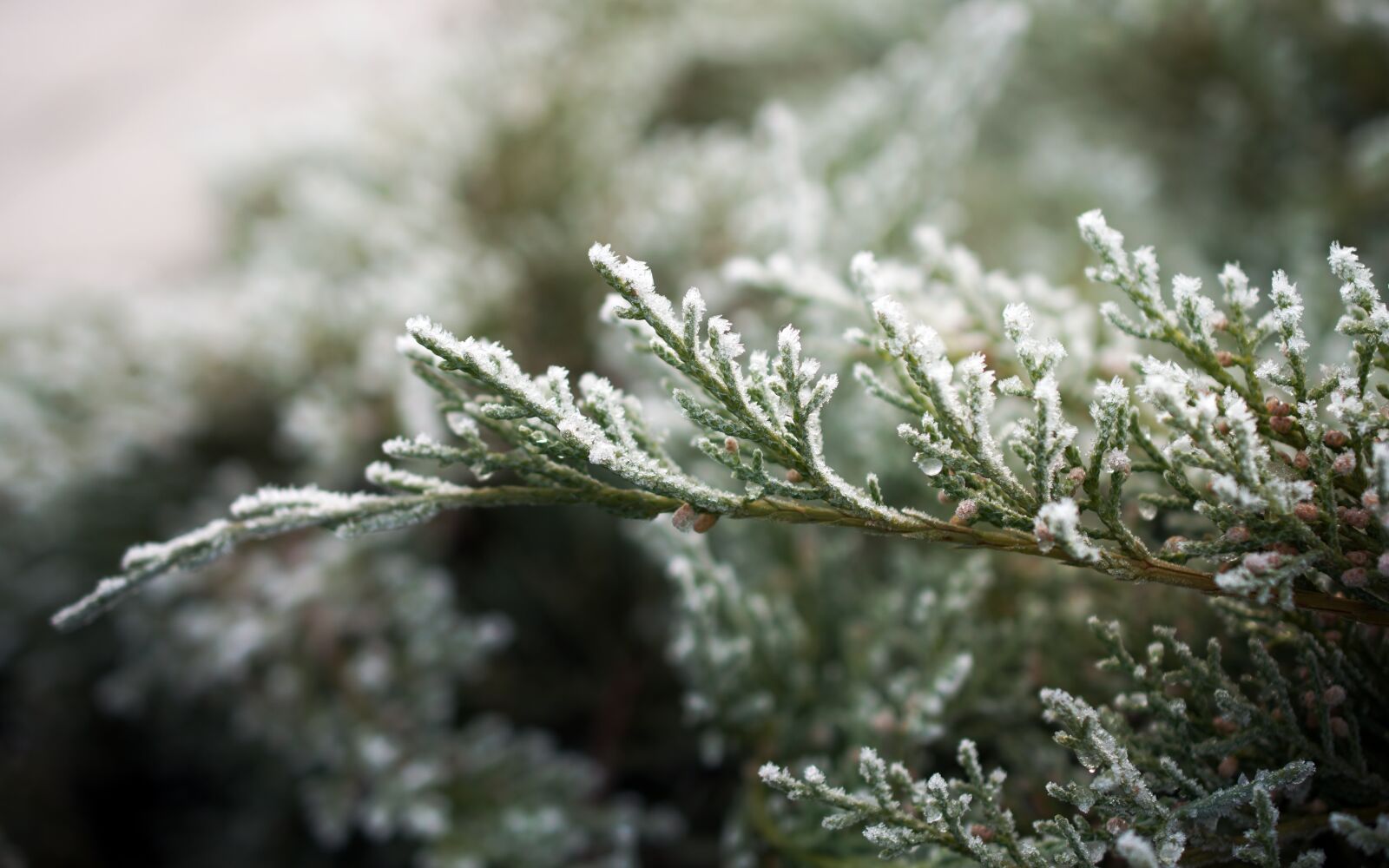Nikon D5300 sample photo. Twig, conifer, ice cream photography