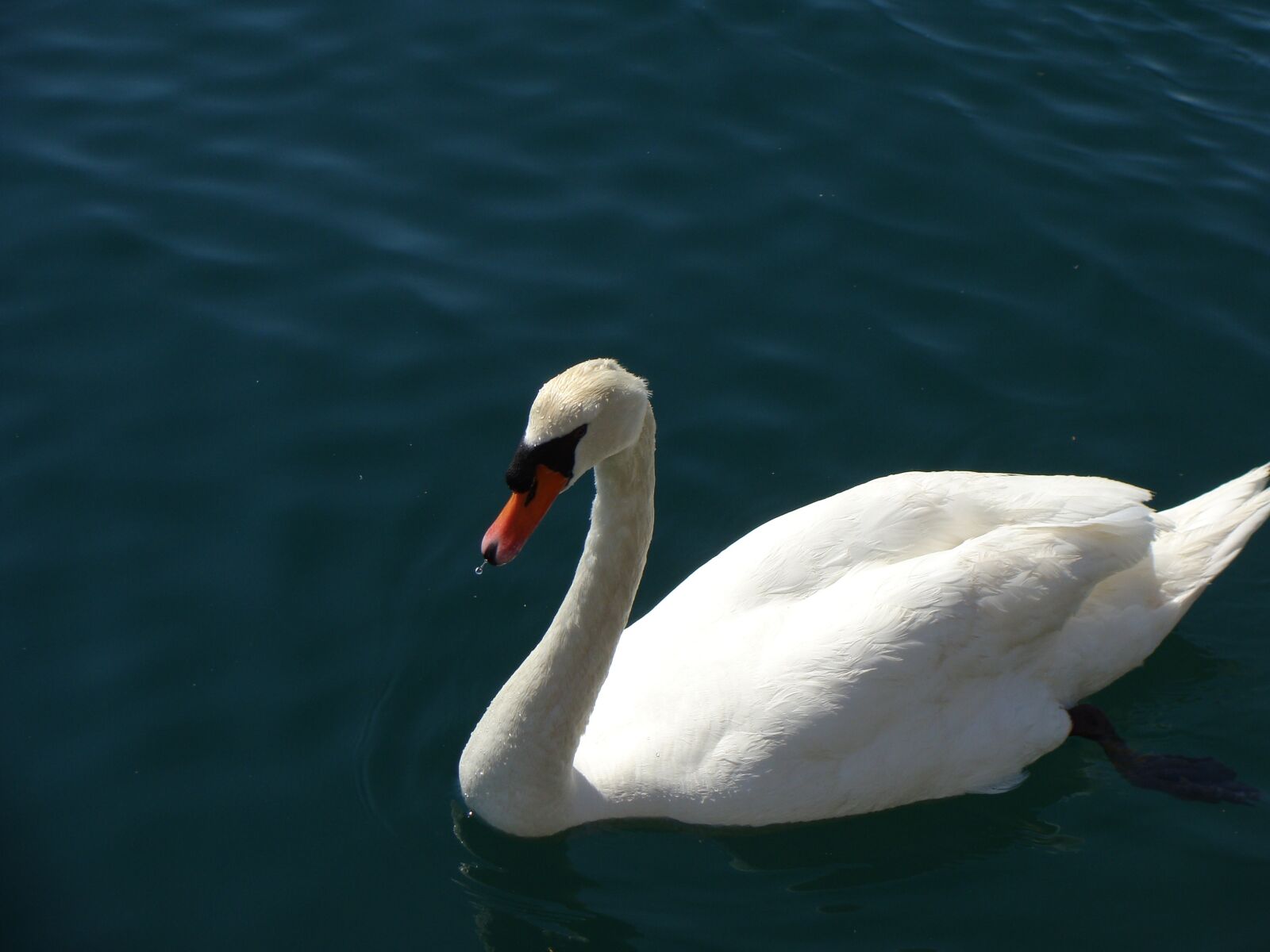 Sony Cyber-shot DSC-H10 sample photo. Swan, animal, bird photography