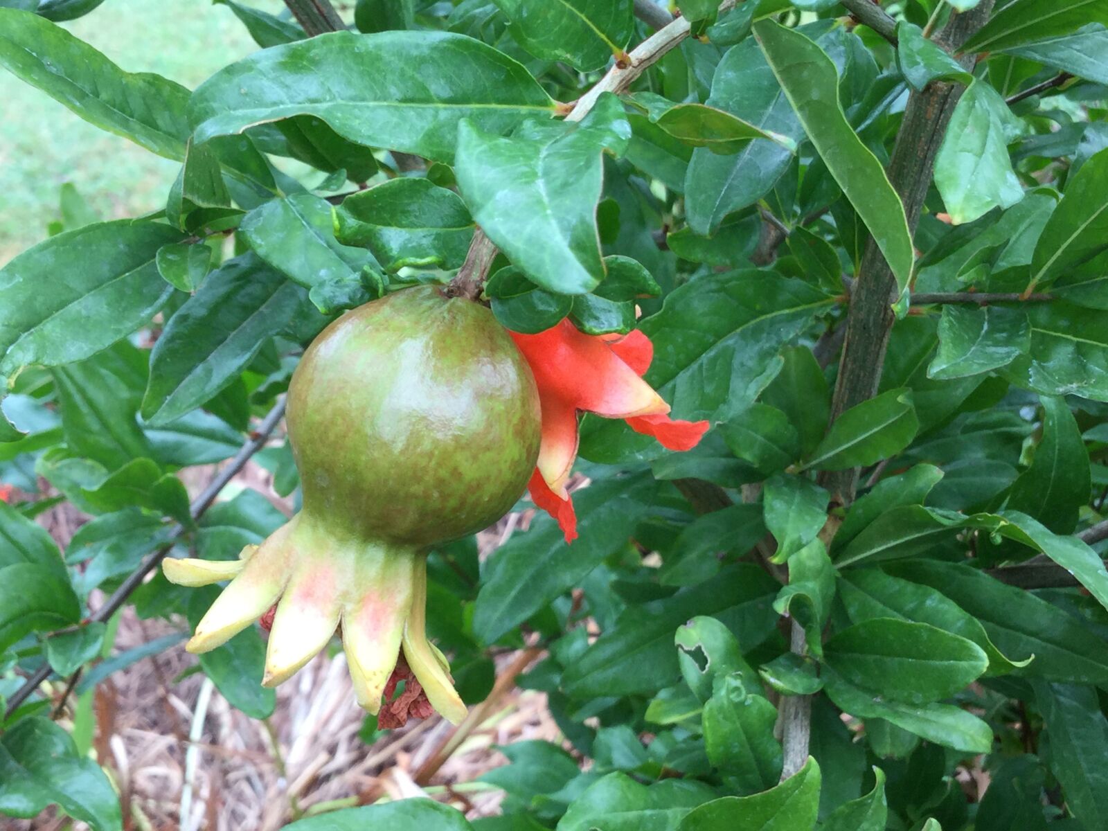 Apple iPad Air 2 sample photo. Pomegranate, shrub, fruit photography