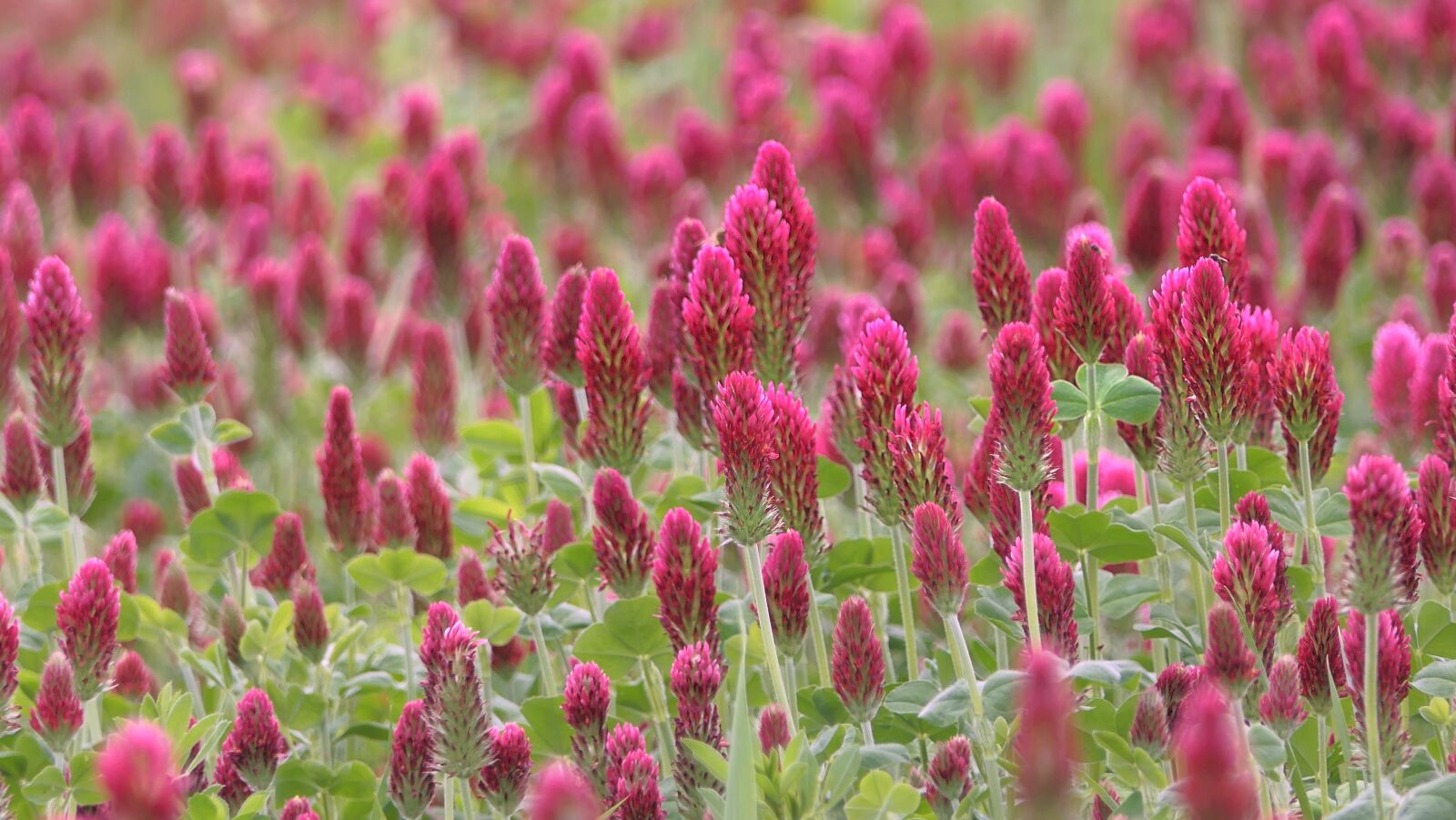 Panasonic Lumix DMC-FZ2500 (Lumix DMC-FZ2000) sample photo. Clover, flower, field photography