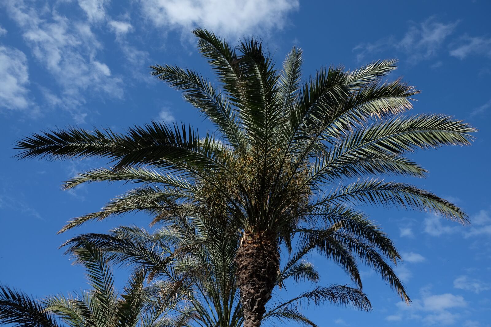 Fujifilm X-T10 sample photo. Palm, sky, clouds photography