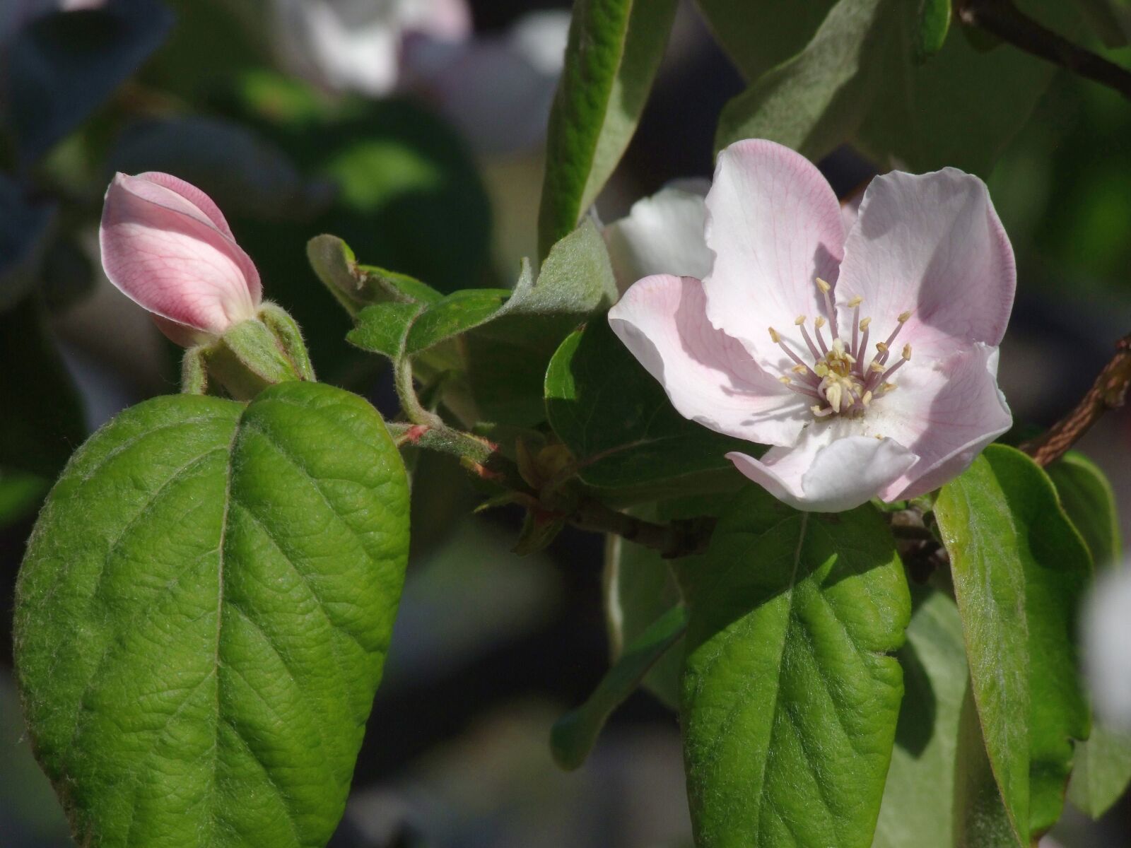 Fujifilm FinePix S100fs sample photo. Quince flower, open, wood photography
