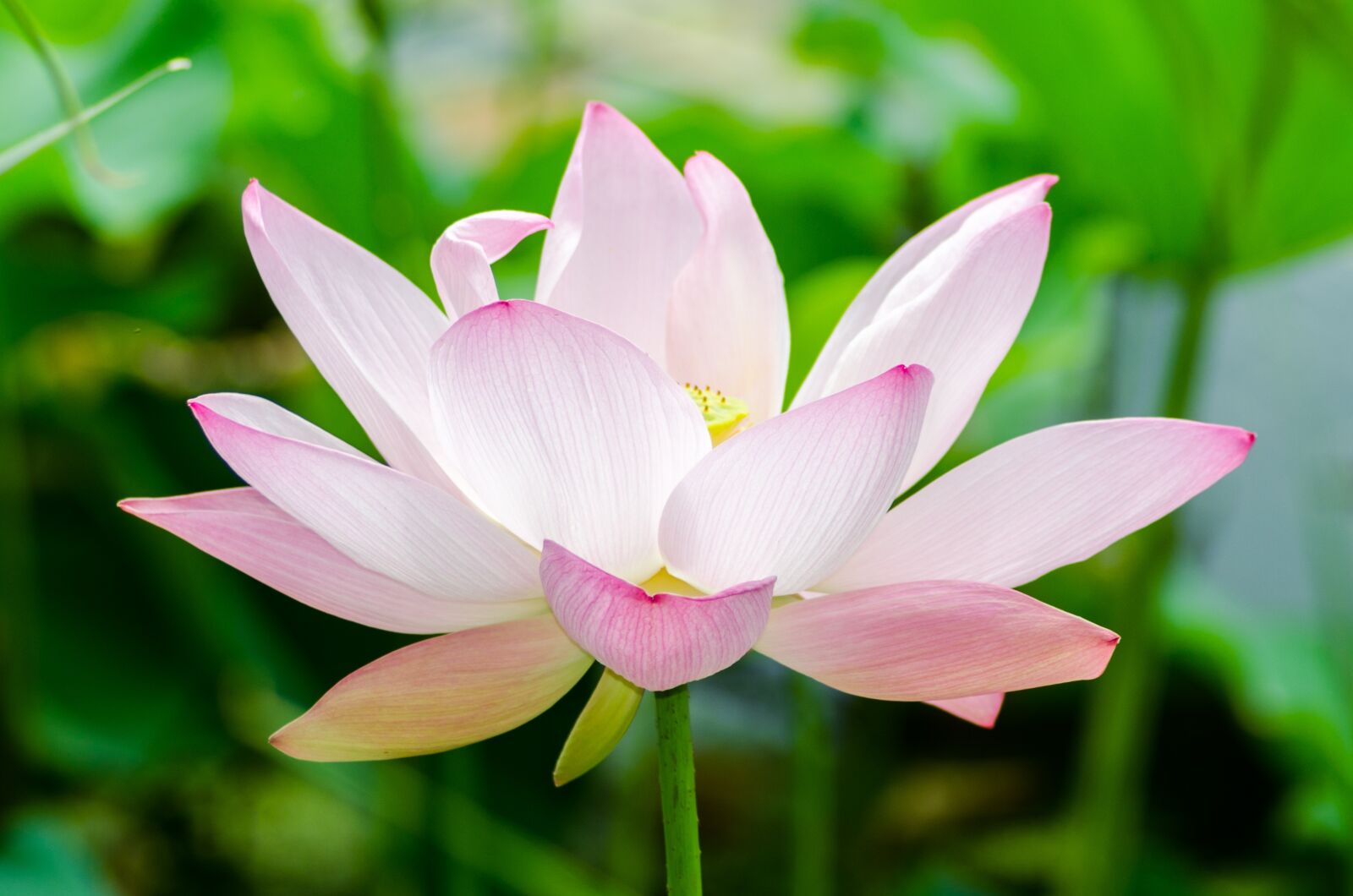Nikon D7000 sample photo. Water, flower, nature photography