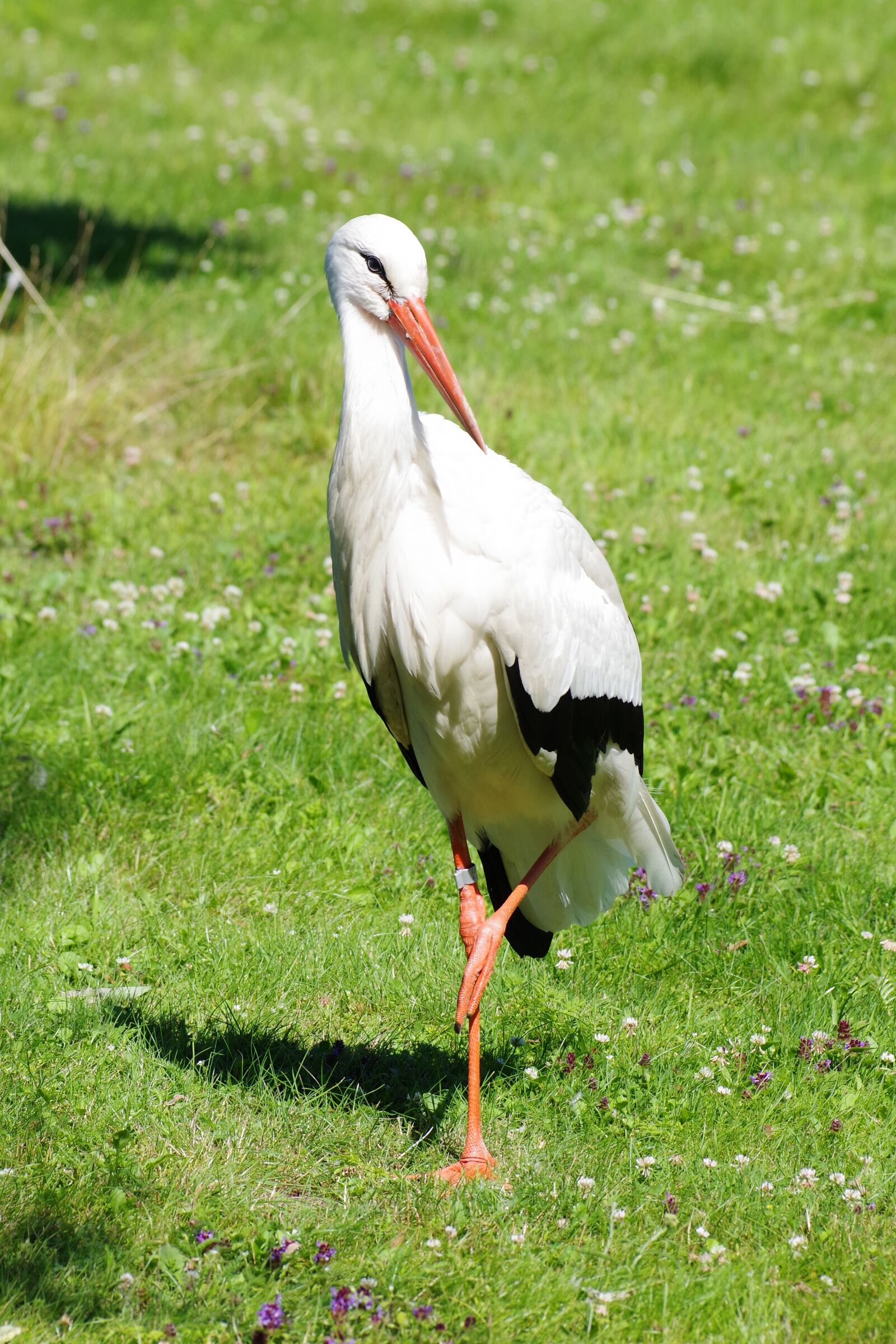 Pentax K-1 sample photo. White stork, ciconia ciconia photography