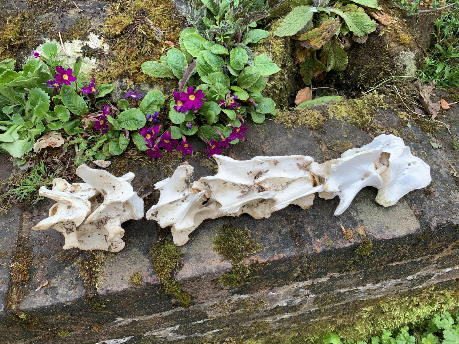 iPhone XS Max back dual camera 4.25mm f/1.8 sample photo. Fallow deer neck bones photography