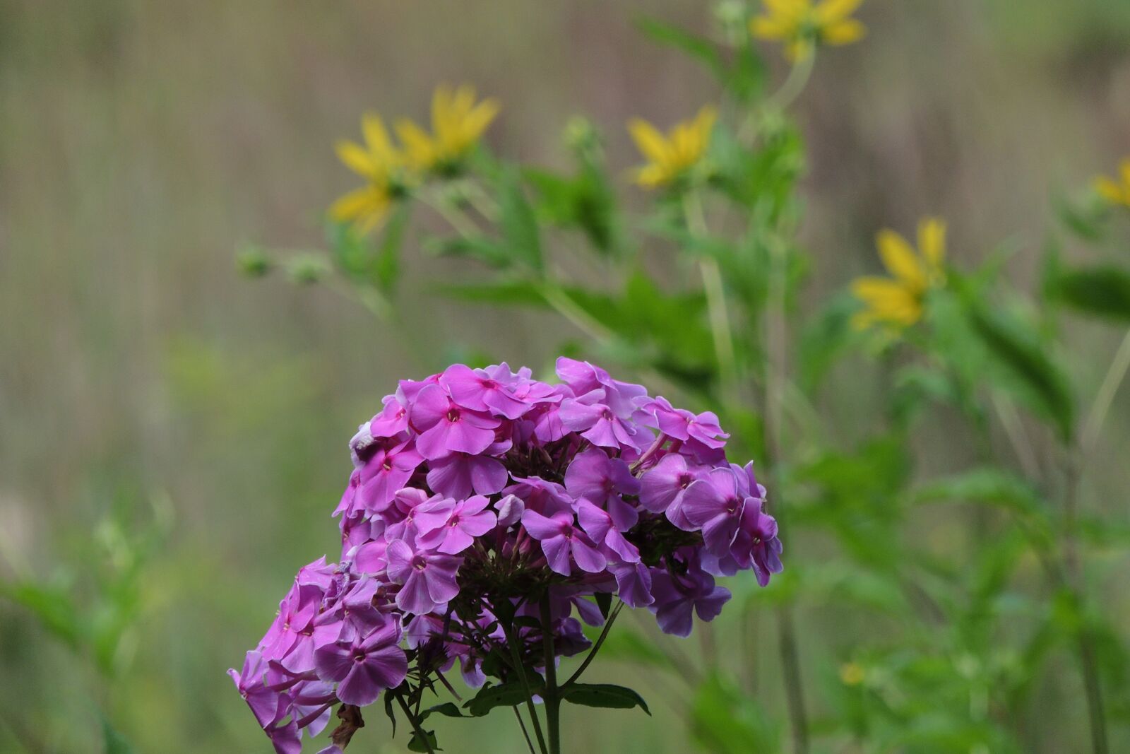 Nikon Coolpix P510 sample photo. Purple, flowers, yellow photography