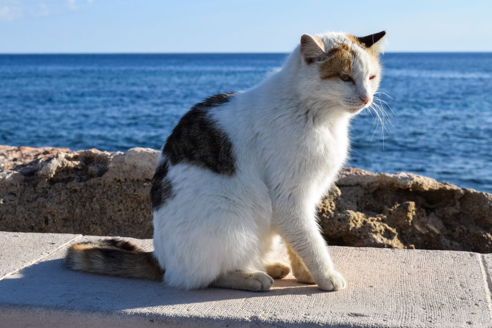 Nikon D3300 sample photo. Cat, stray, animal photography