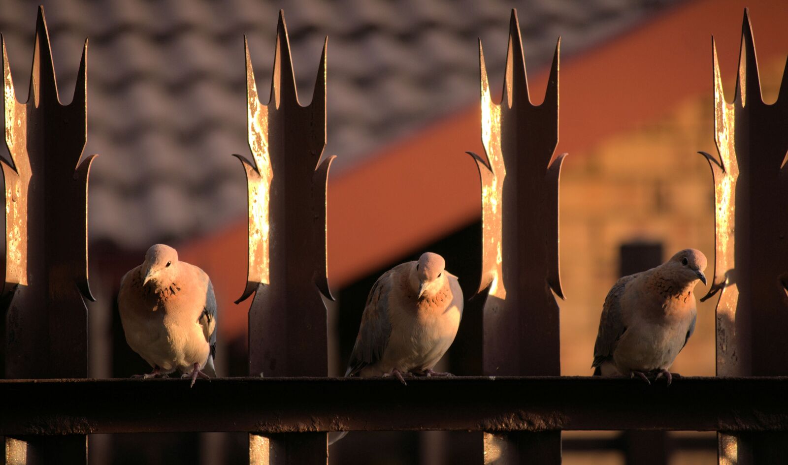 Nikon D90 sample photo. Pigeons, doves, feathers photography