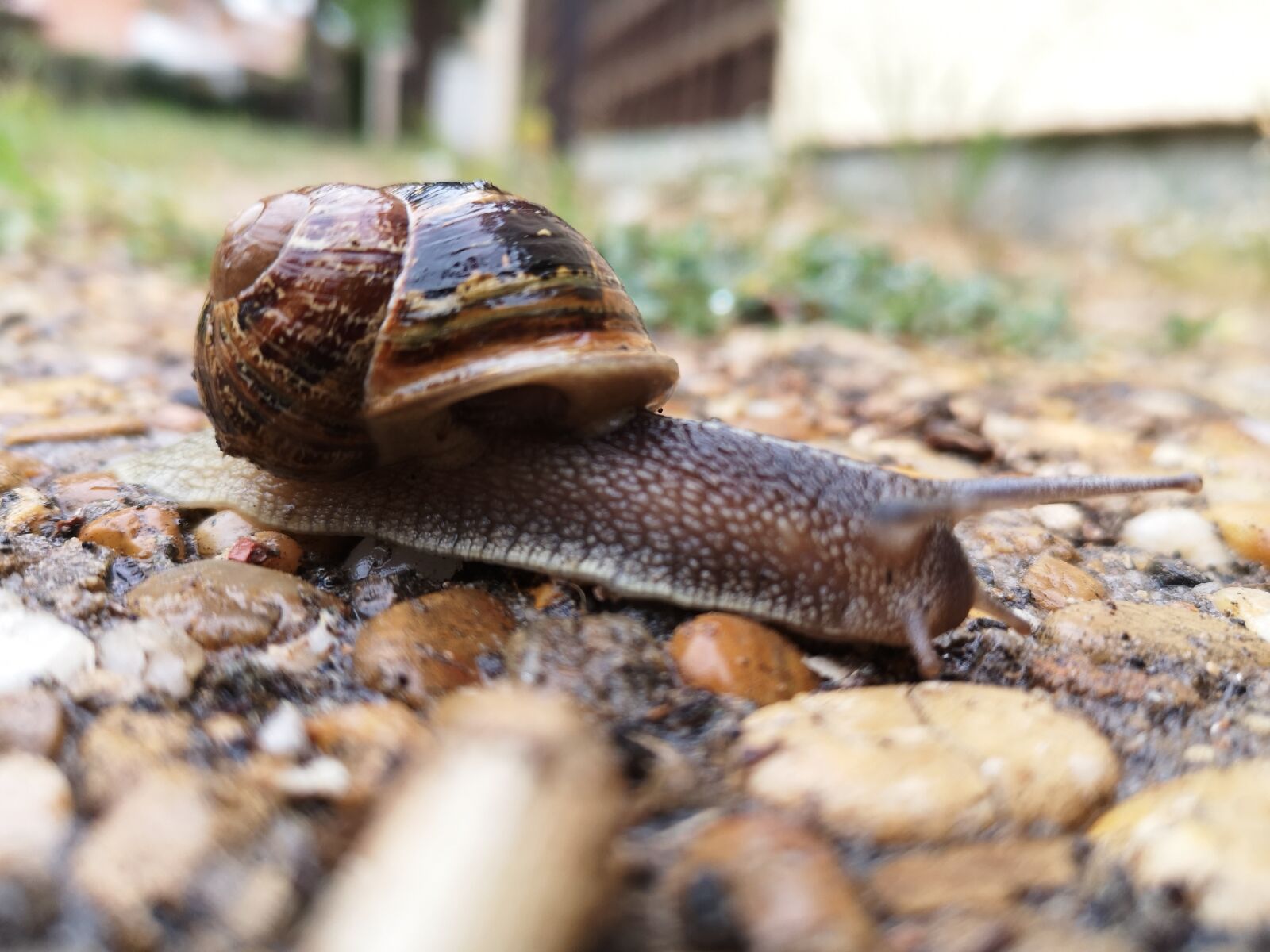 HUAWEI EML-L29 sample photo. Snail, animals, mollusk photography