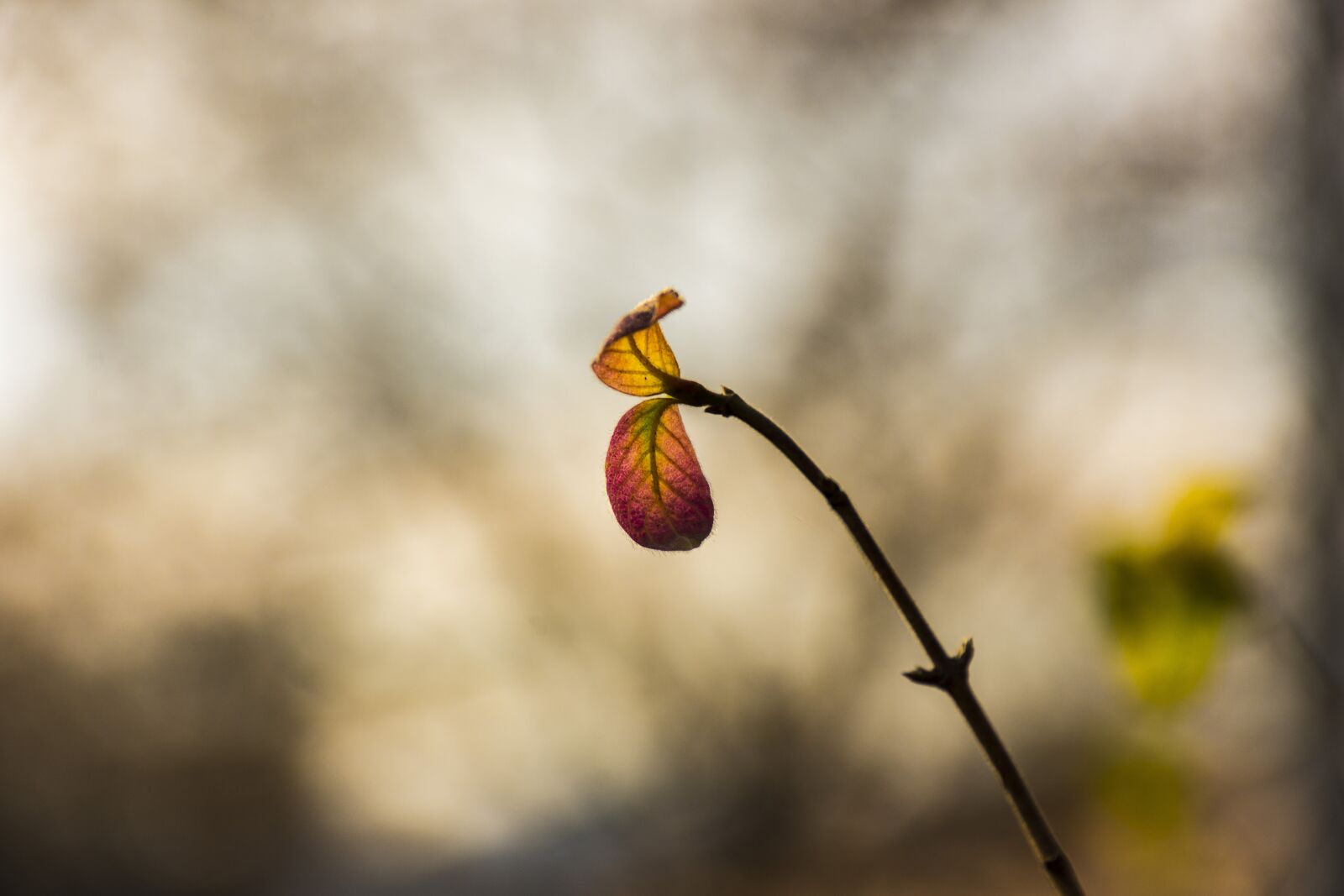 Nikon D7200 sample photo. Plant, nature, sheet photography