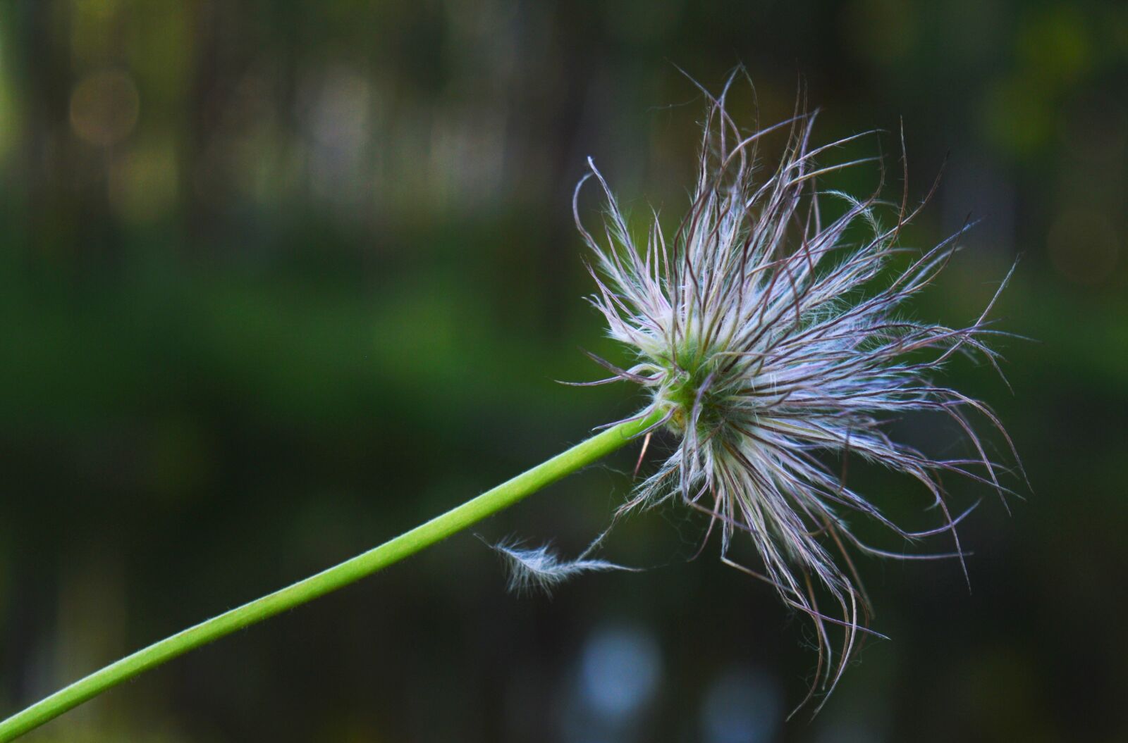 Nikon D3200 sample photo. Dandelion, branch, flower photography