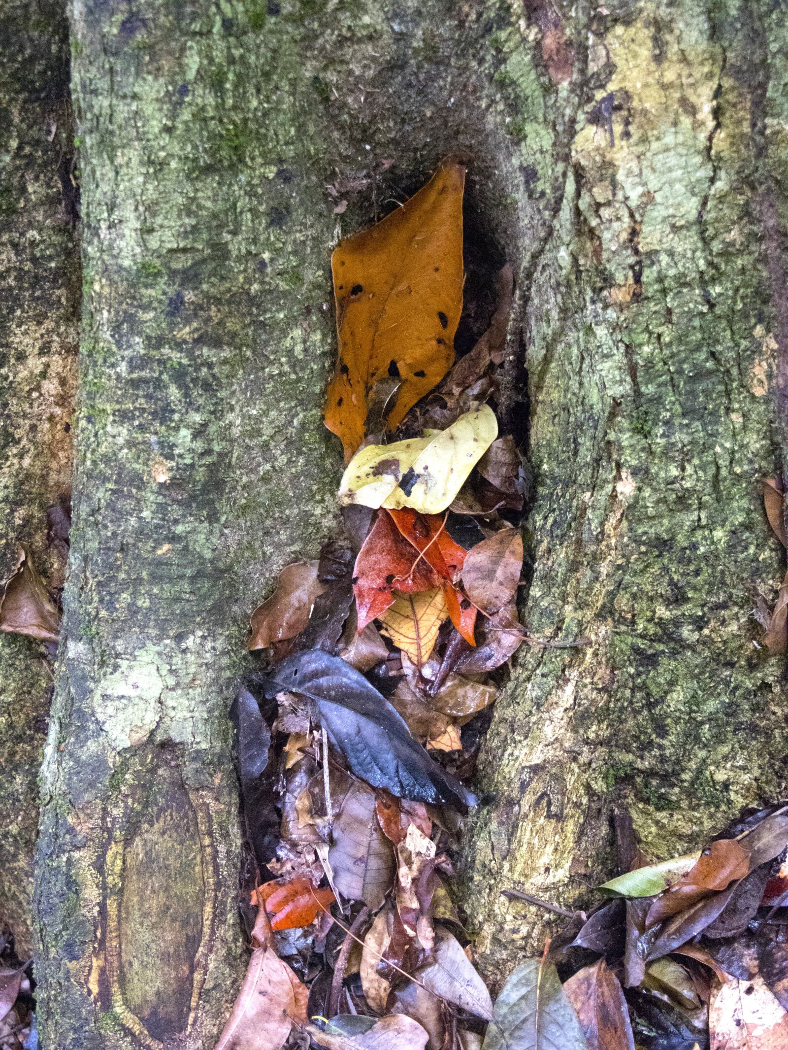Canon EOS M6 sample photo. Tree, old, old-growth photography