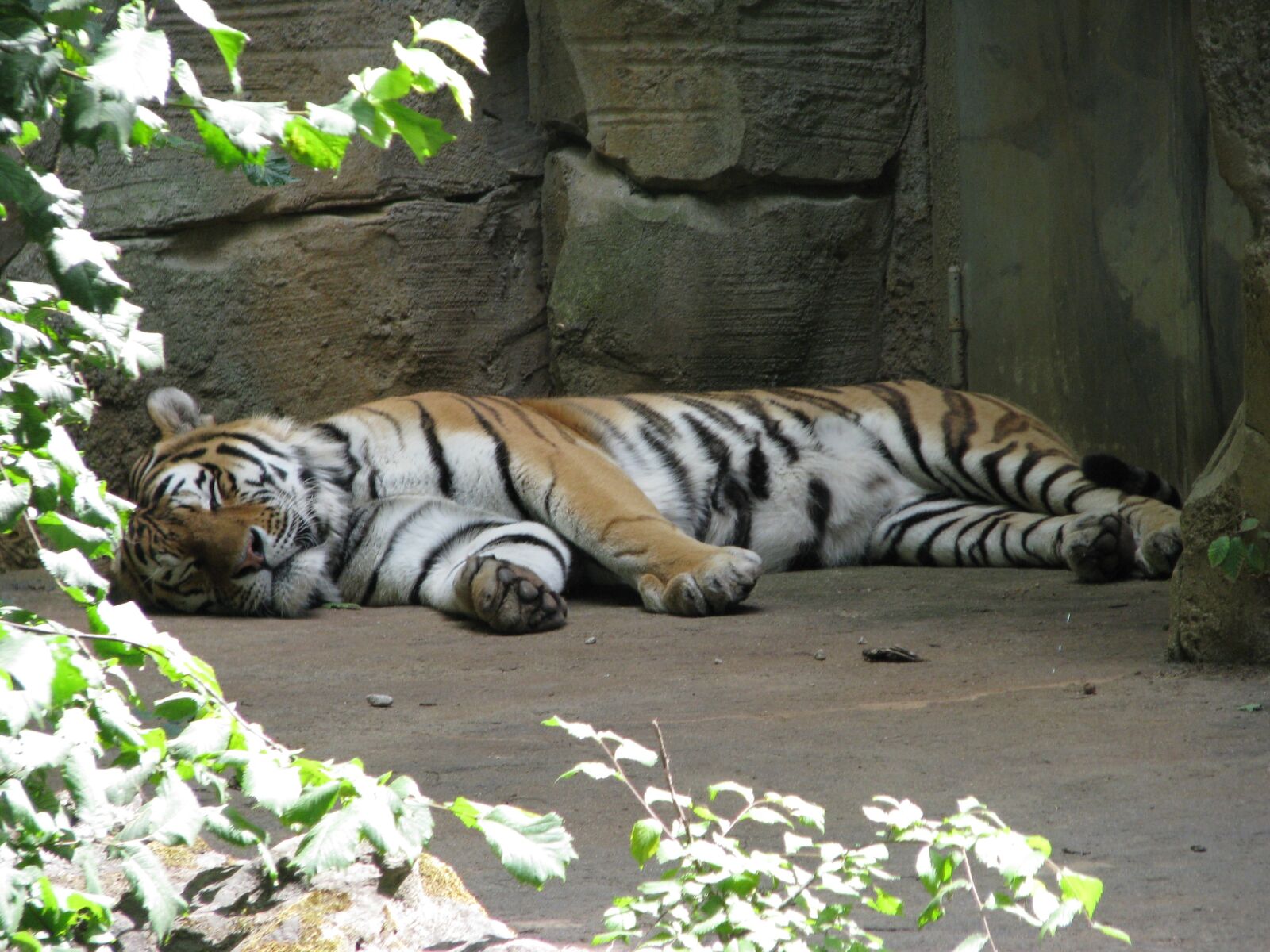 Canon POWERSHOT S5 IS sample photo. Tiger, sleep, rest photography