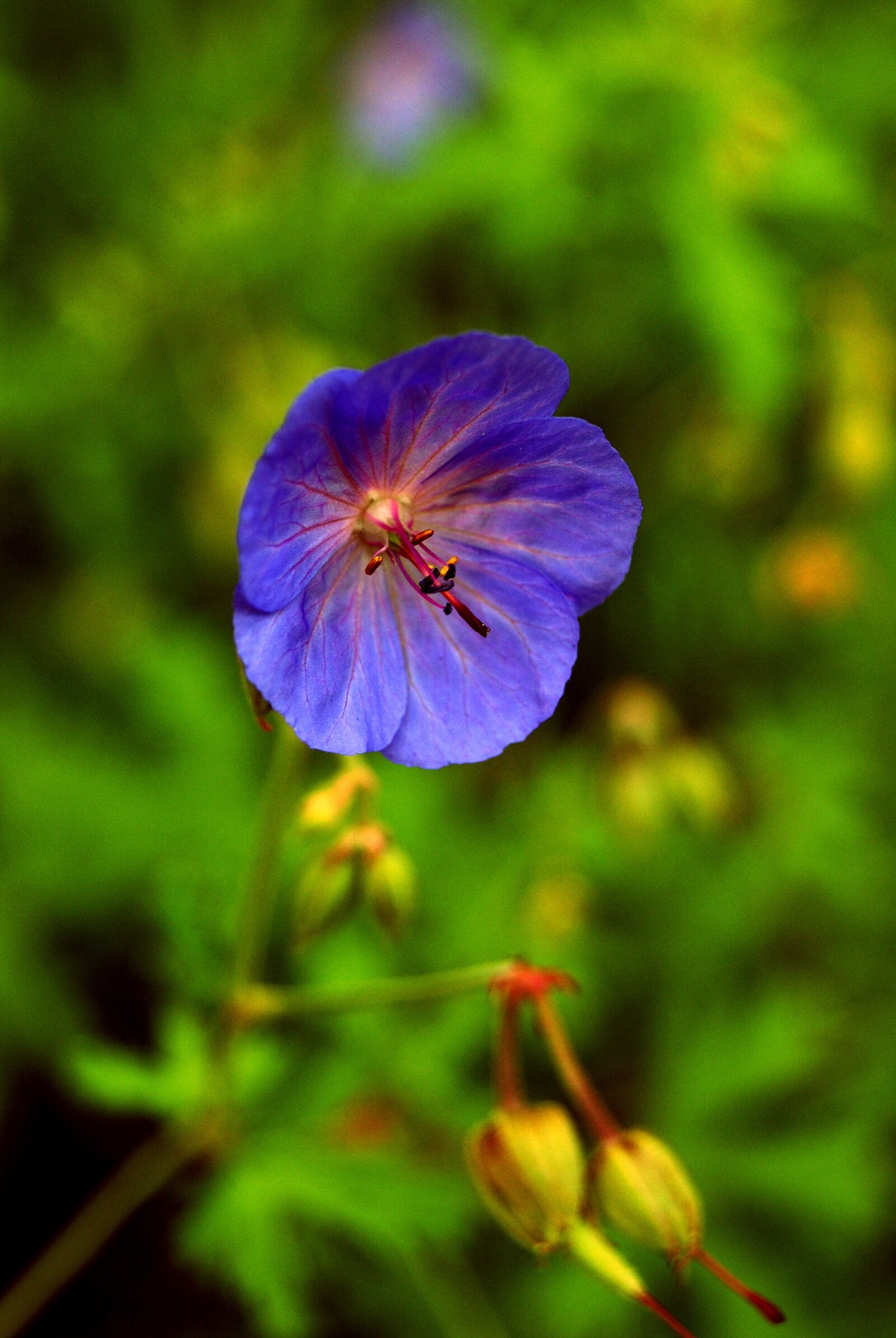 Sony Alpha DSLR-A230 sample photo. Flower, nature, green photography