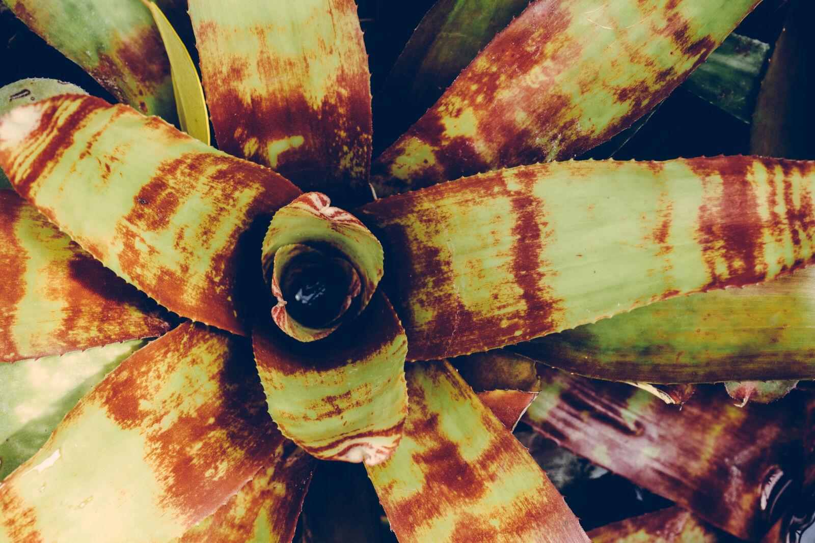 Sony a7 II + Sony FE 28-70mm F3.5-5.6 OSS sample photo. Botanical, environment, growth, leaves photography