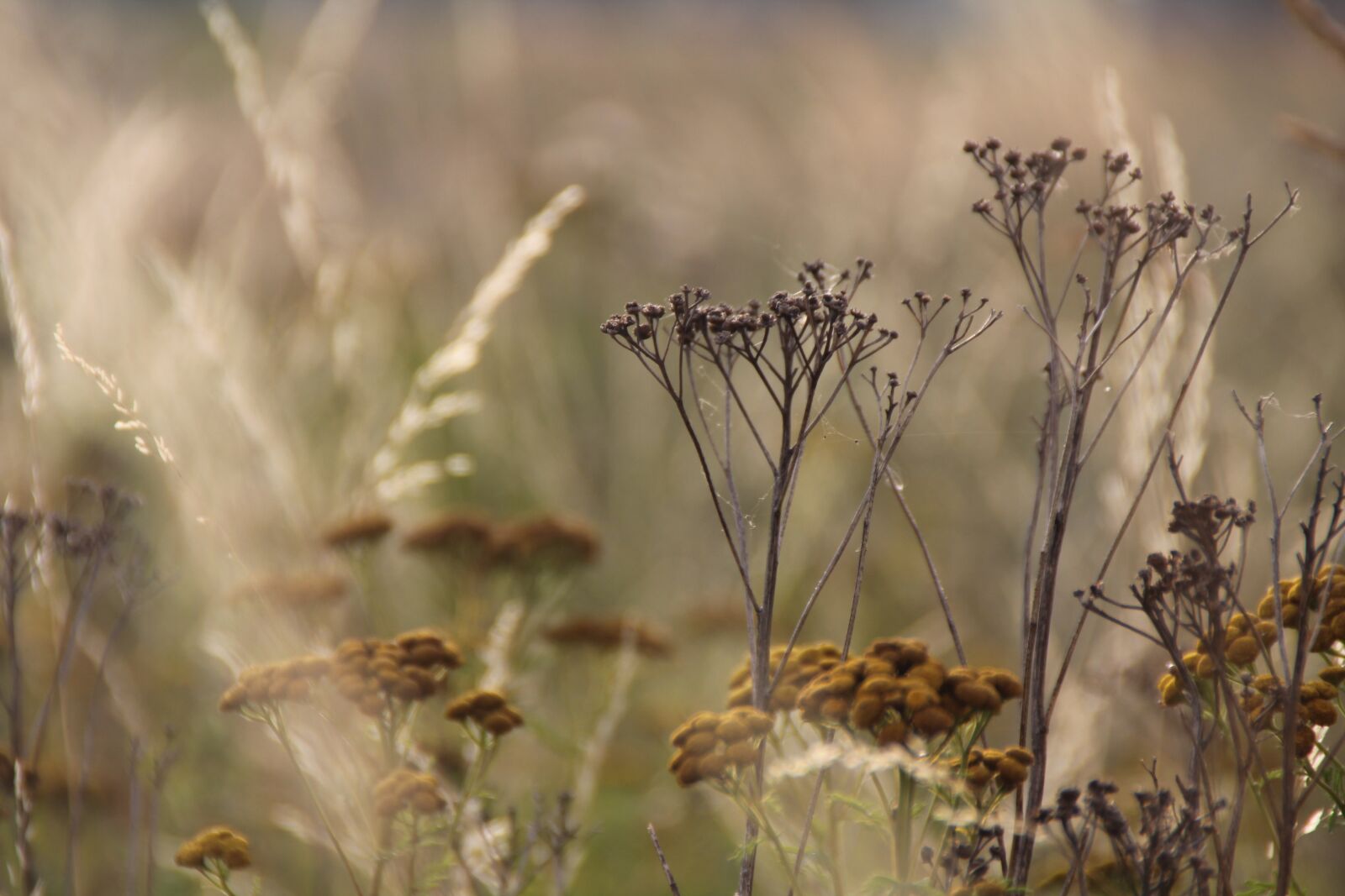 Canon EOS 60D sample photo. Flowers, grass, st photography