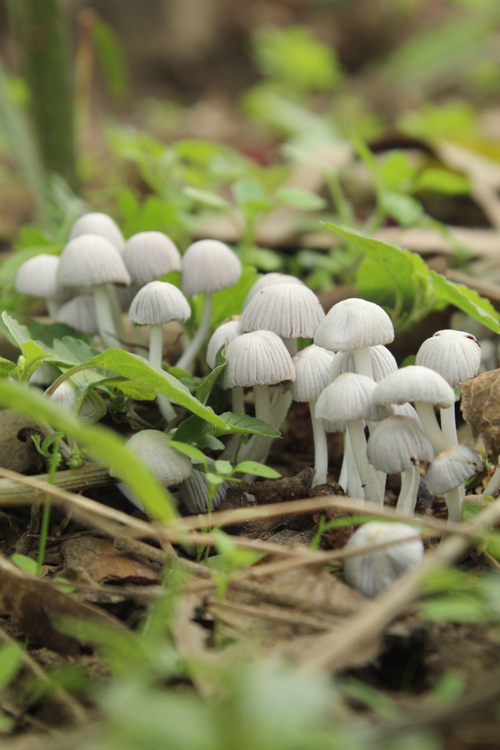 Canon EOS 1300D (EOS Rebel T6 / EOS Kiss X80) sample photo. Mushrooms, wild, green photography