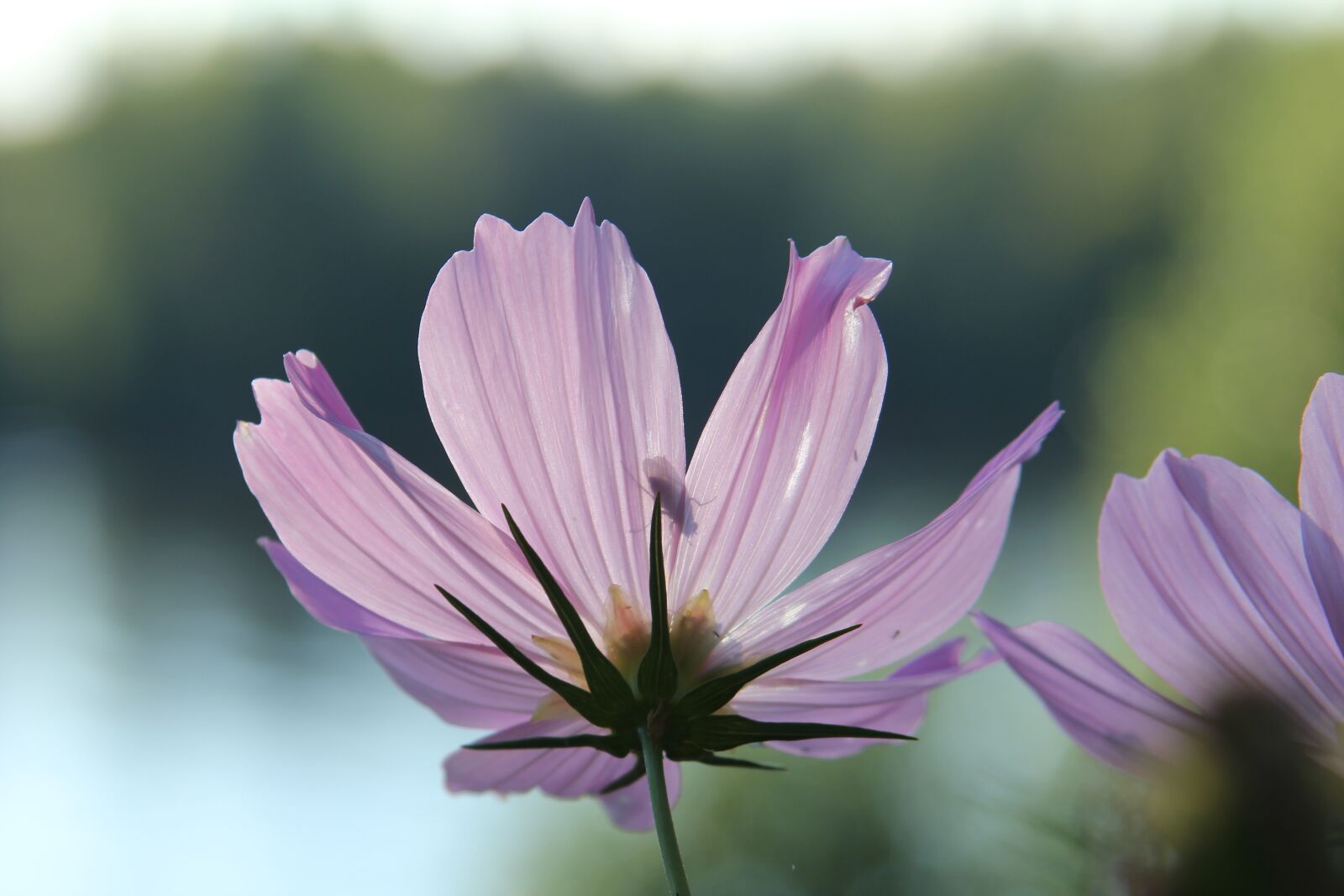 Canon EOS 550D (EOS Rebel T2i / EOS Kiss X4) sample photo. Nature, flower, flora photography