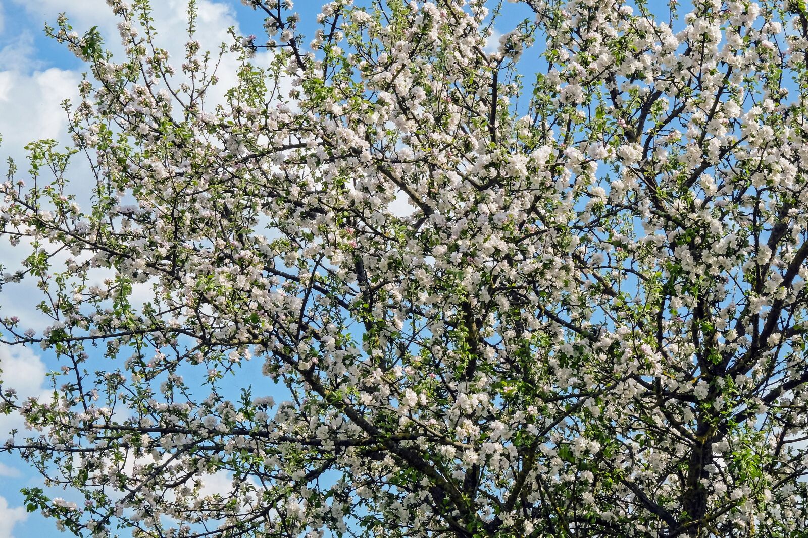 Fujifilm X-T10 sample photo. Apple tree flowers, blossom photography