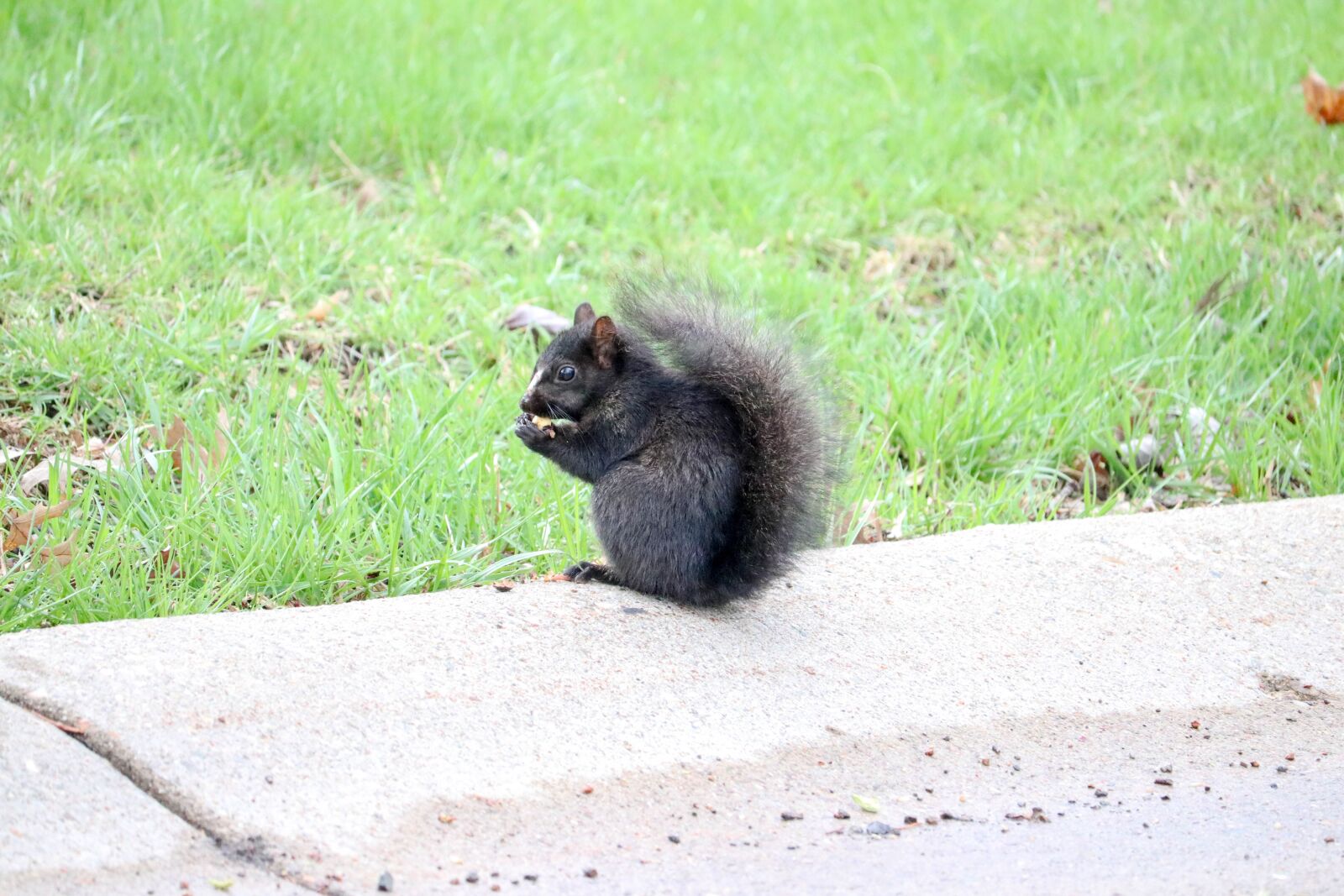 Canon EF-S 55-250mm F4-5.6 IS STM sample photo. Black, squirrel, animal photography