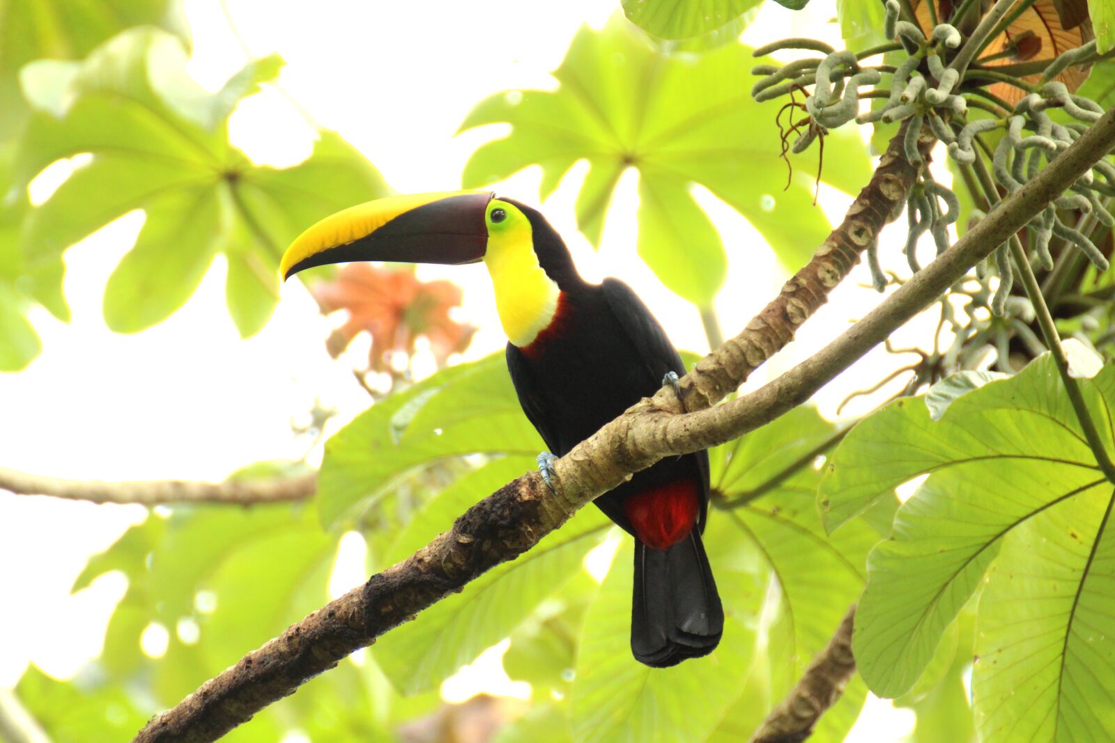 Canon EOS 700D (EOS Rebel T5i / EOS Kiss X7i) sample photo. Toucan, brown back-toucan, costa photography