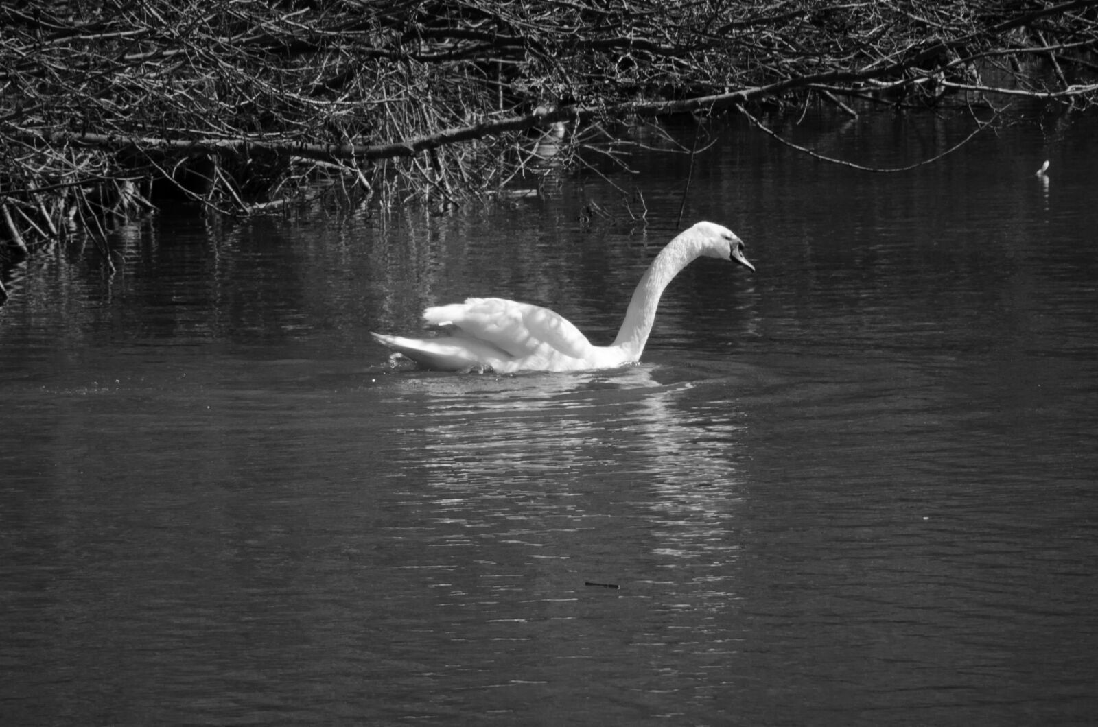 Nikon D5100 sample photo. Swan, bird, animal photography