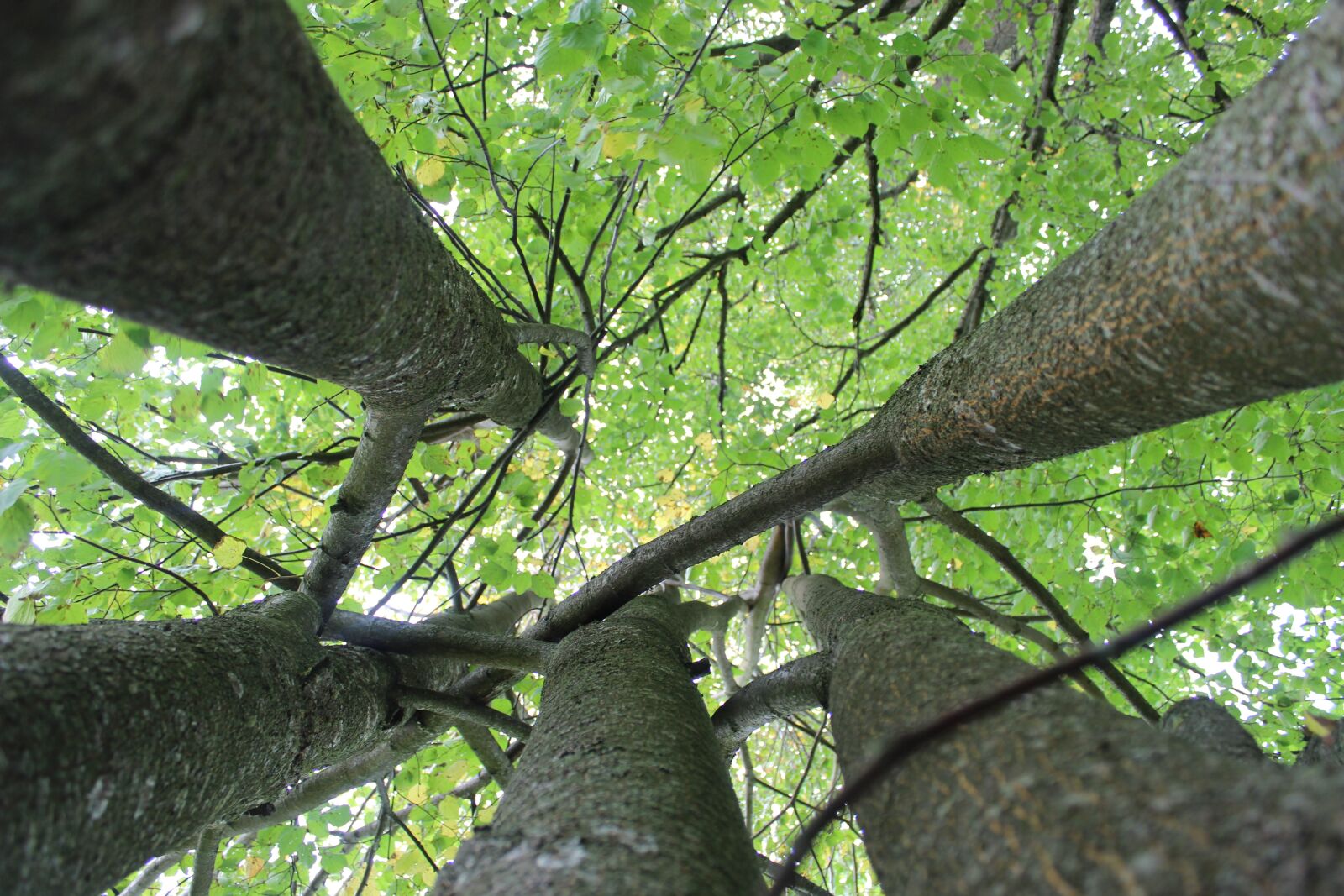 Canon EOS 600D (Rebel EOS T3i / EOS Kiss X5) sample photo. Tree, green, nature photography