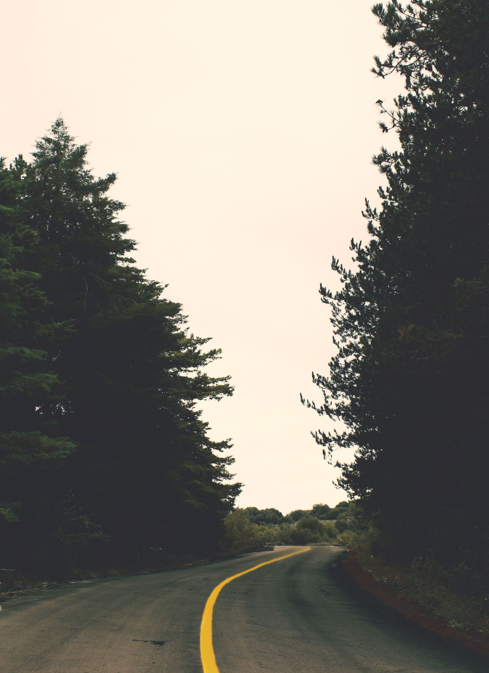 Canon EOS 600D (Rebel EOS T3i / EOS Kiss X5) sample photo. Forest, road, trees photography