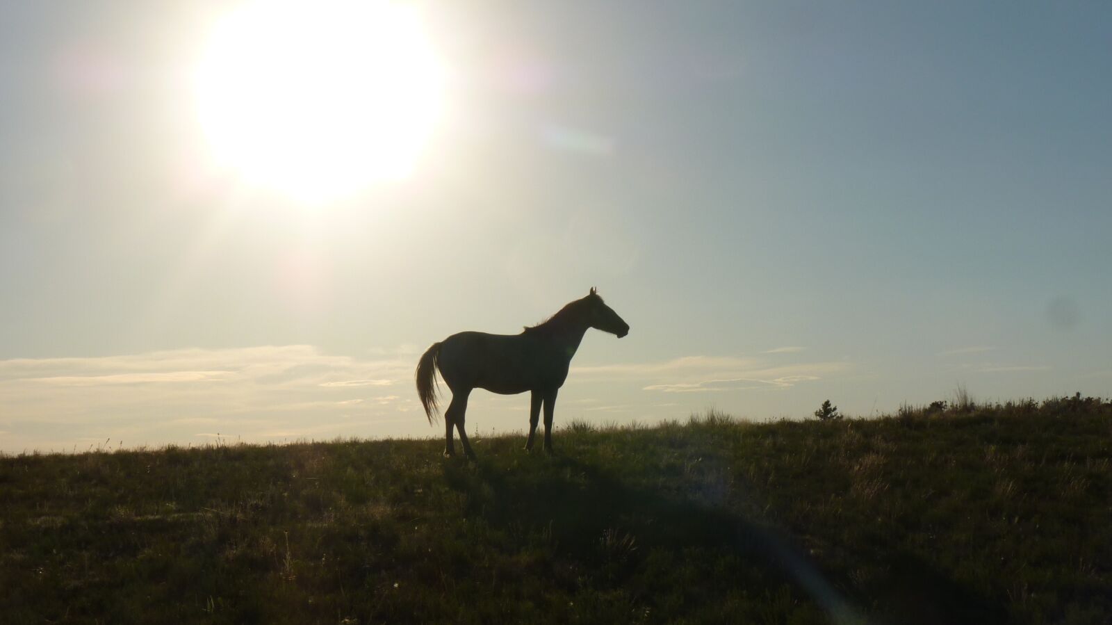 Panasonic Lumix DMC-FZ35 (Lumix DMC-FZ38) sample photo. Horse, silhouetted, sunset photography