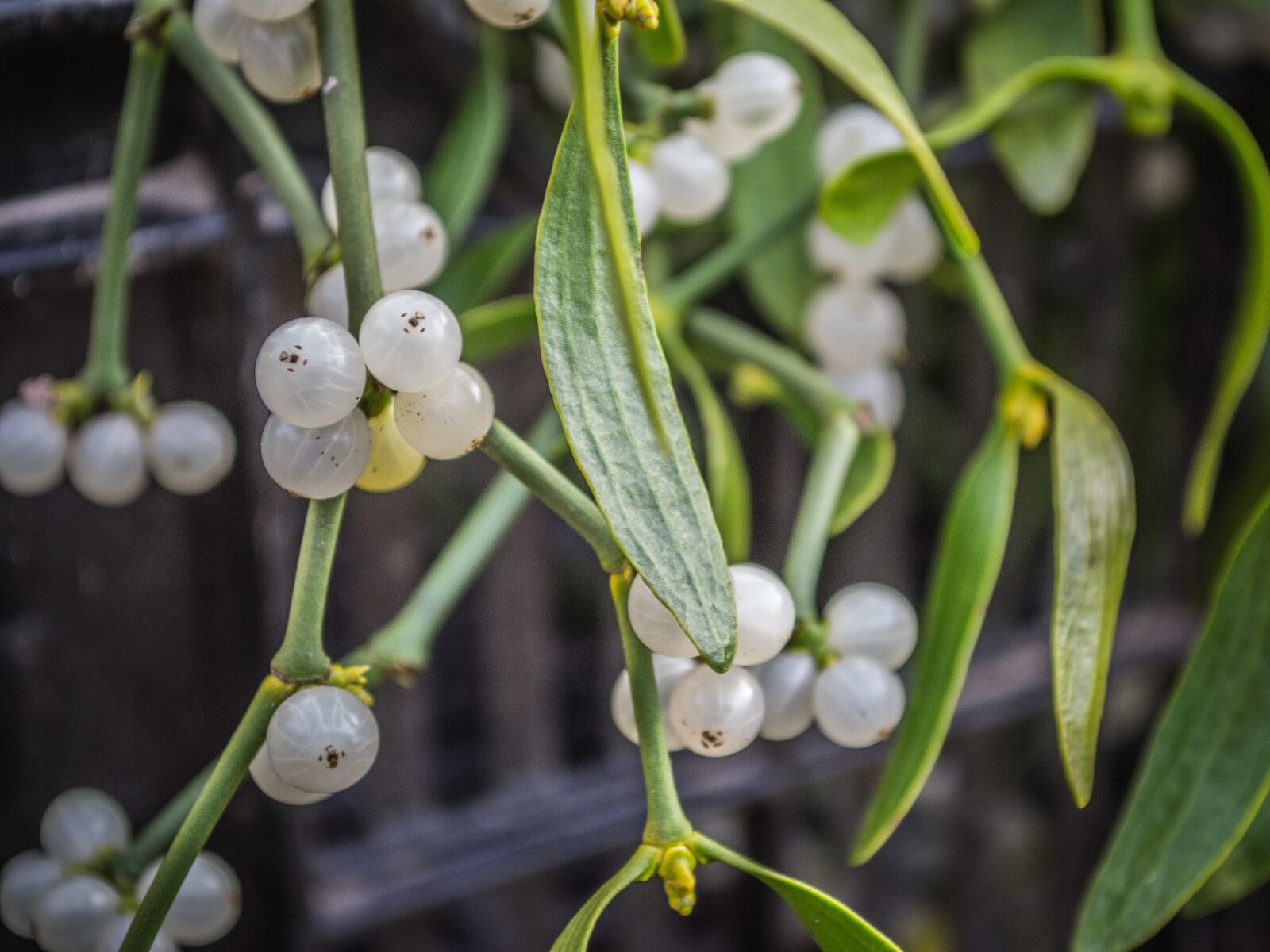Nikon D3100 sample photo. Mistletoe, plants, green photography