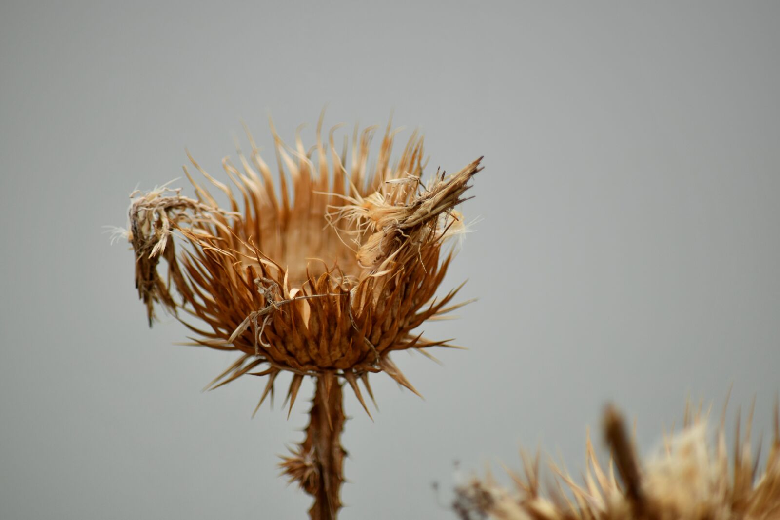 Nikon D5500 sample photo. Plant, nature, sharp, summer photography
