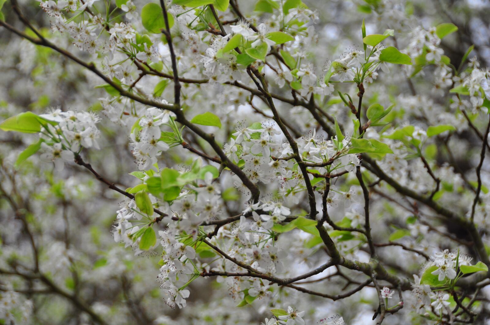 Nikon D90 sample photo. Tree, branch, season photography