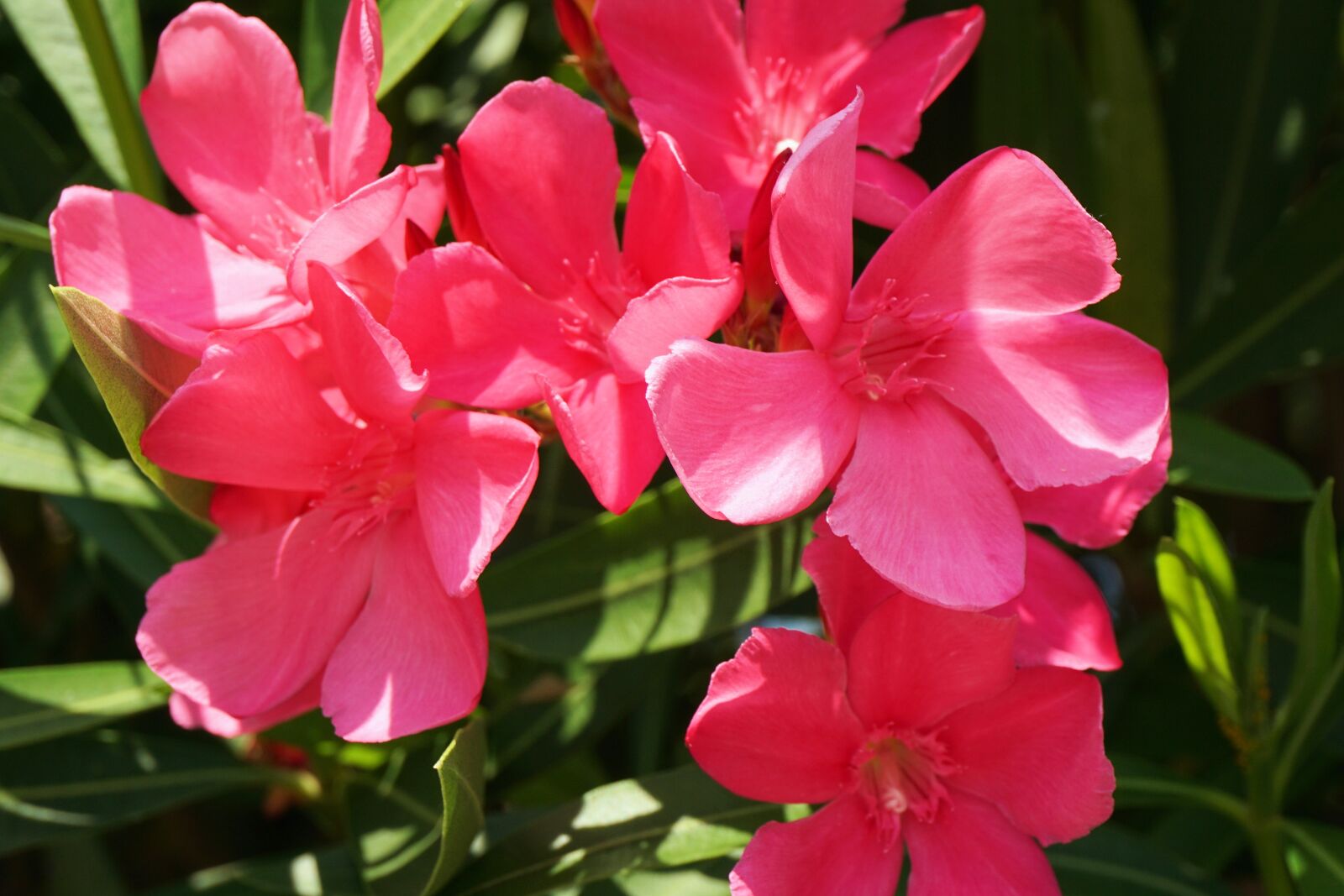 Sony a6000 sample photo. Flowers, plant, nature photography