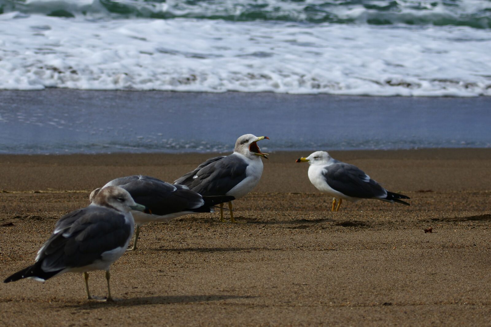 VR 70-300mm f/4.5-6.3G sample photo. Animal, sea, beach photography