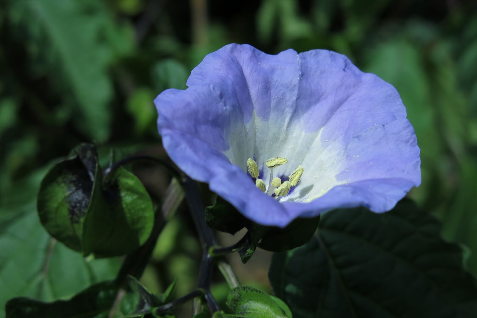 Canon PowerShot G15 sample photo. Blue lantern flower, poison photography