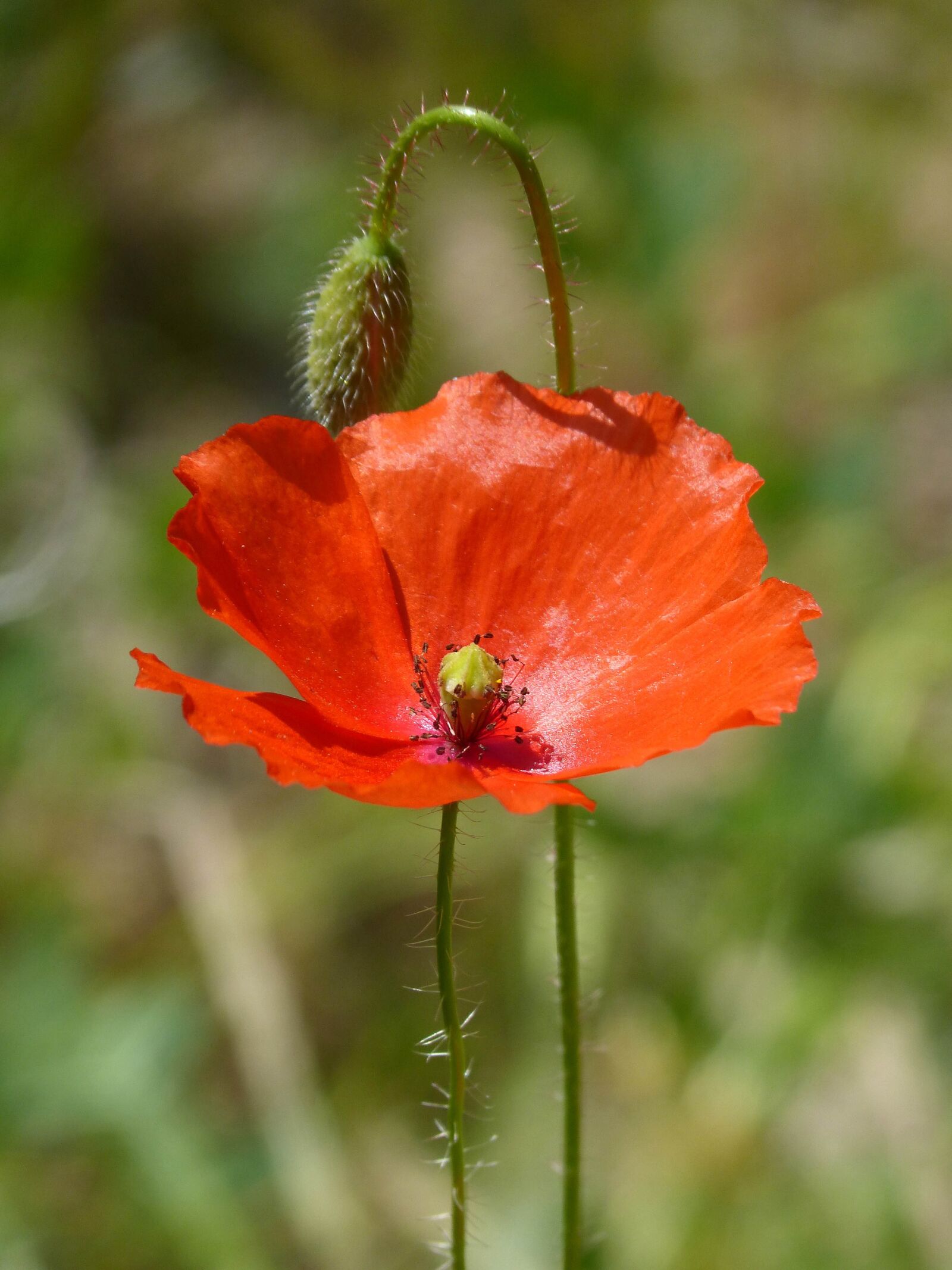 Panasonic DMC-FZ62 sample photo. Poppy, ababol, nature photography