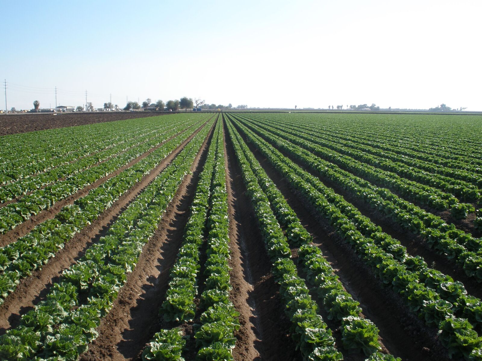 Olympus FE340,X855,C560 sample photo. Arizona, lettuce, agriculture photography