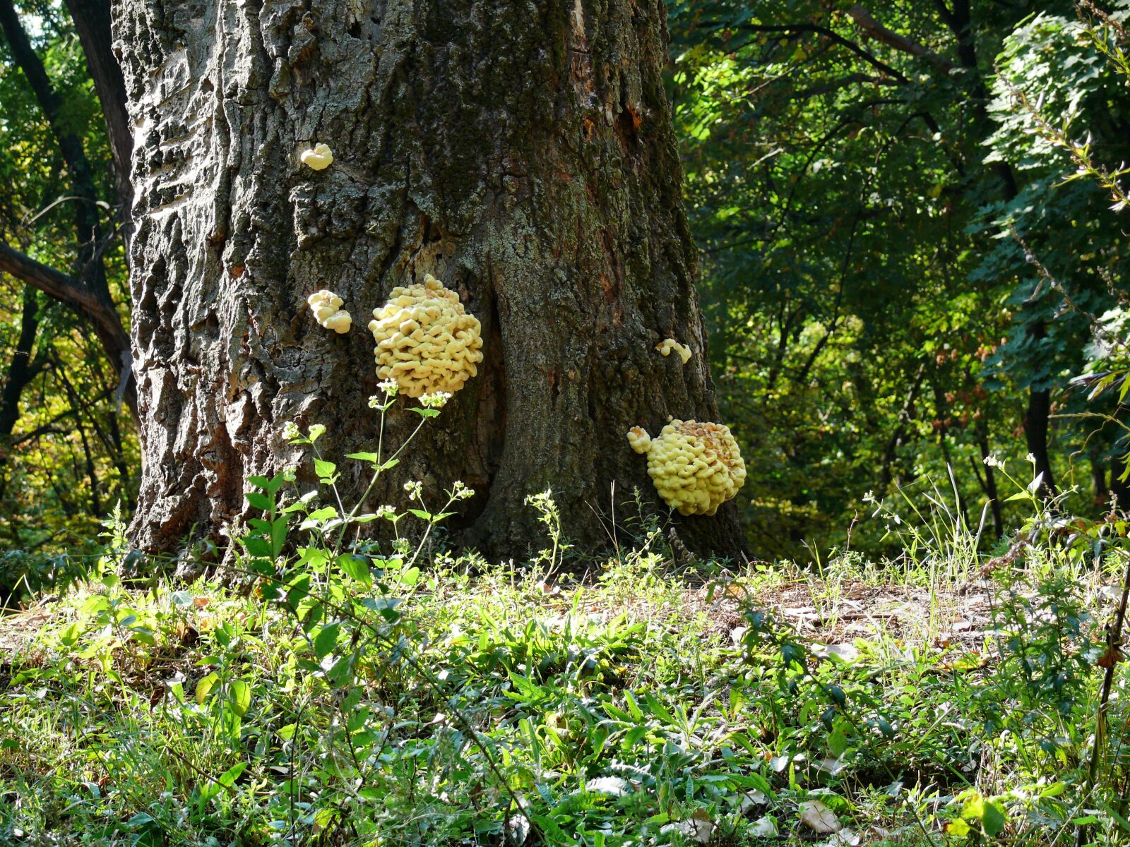 Panasonic DMC-FZ50 sample photo. Tree photography
