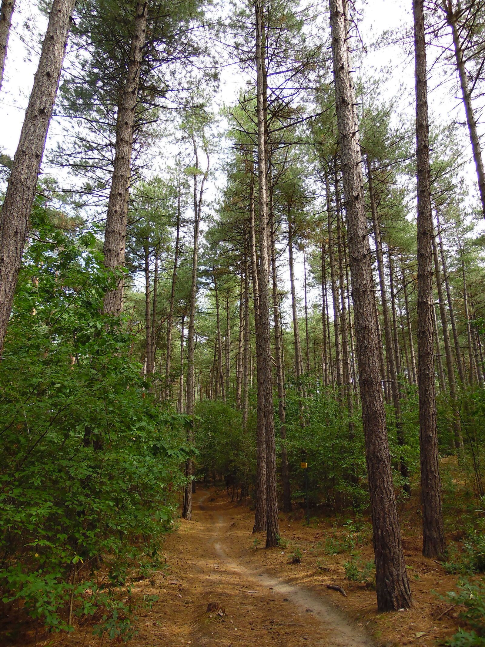 Samsung WB1100F/WB1101F/WB1102F sample photo. Woods, forest, landscape photography