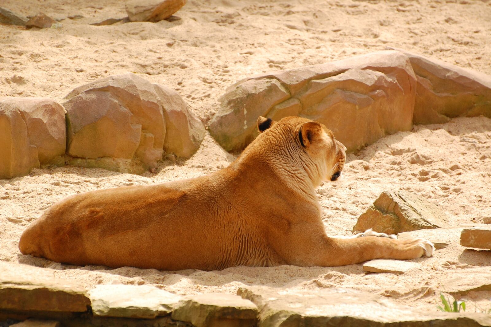 Nikon D40 sample photo. Lioness, wild, wildlife photography