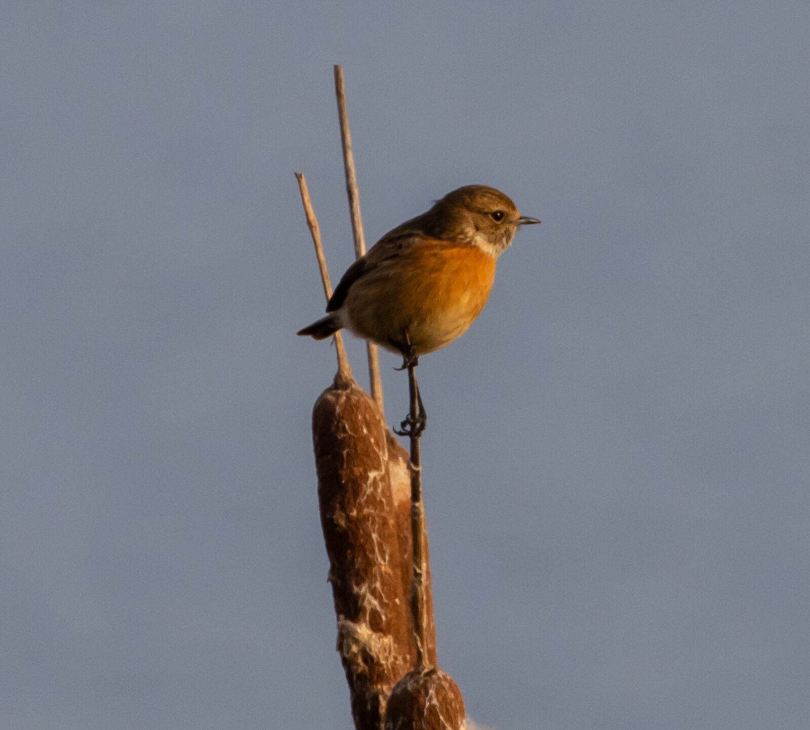 Canon EOS 7D Mark II sample photo. Stonechat, small bird, songbird photography