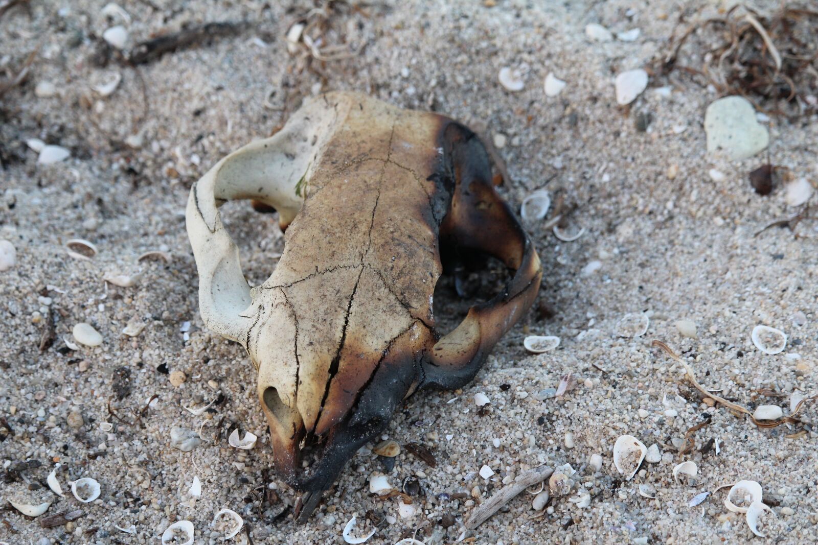 Canon EF-S 55-250mm F4-5.6 IS STM sample photo. Skull, dead, burnt photography