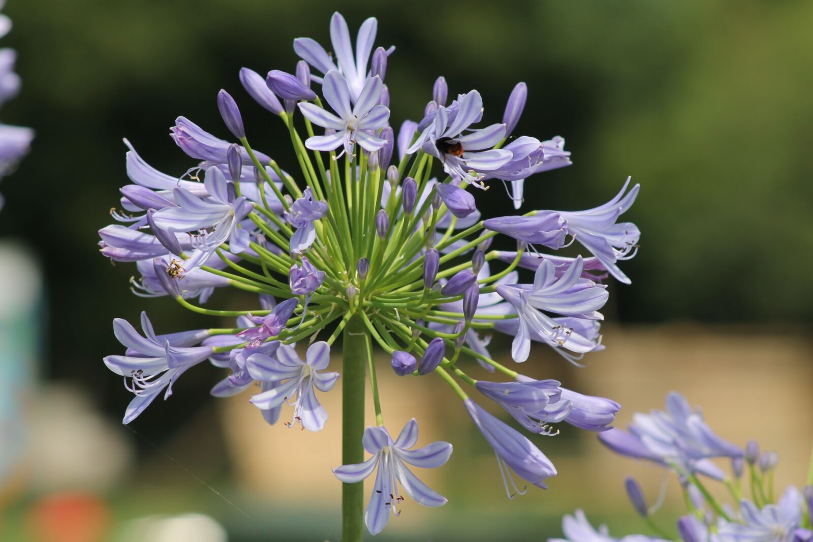Canon EF75-300mm f/4-5.6 sample photo. State garden show, blossom photography